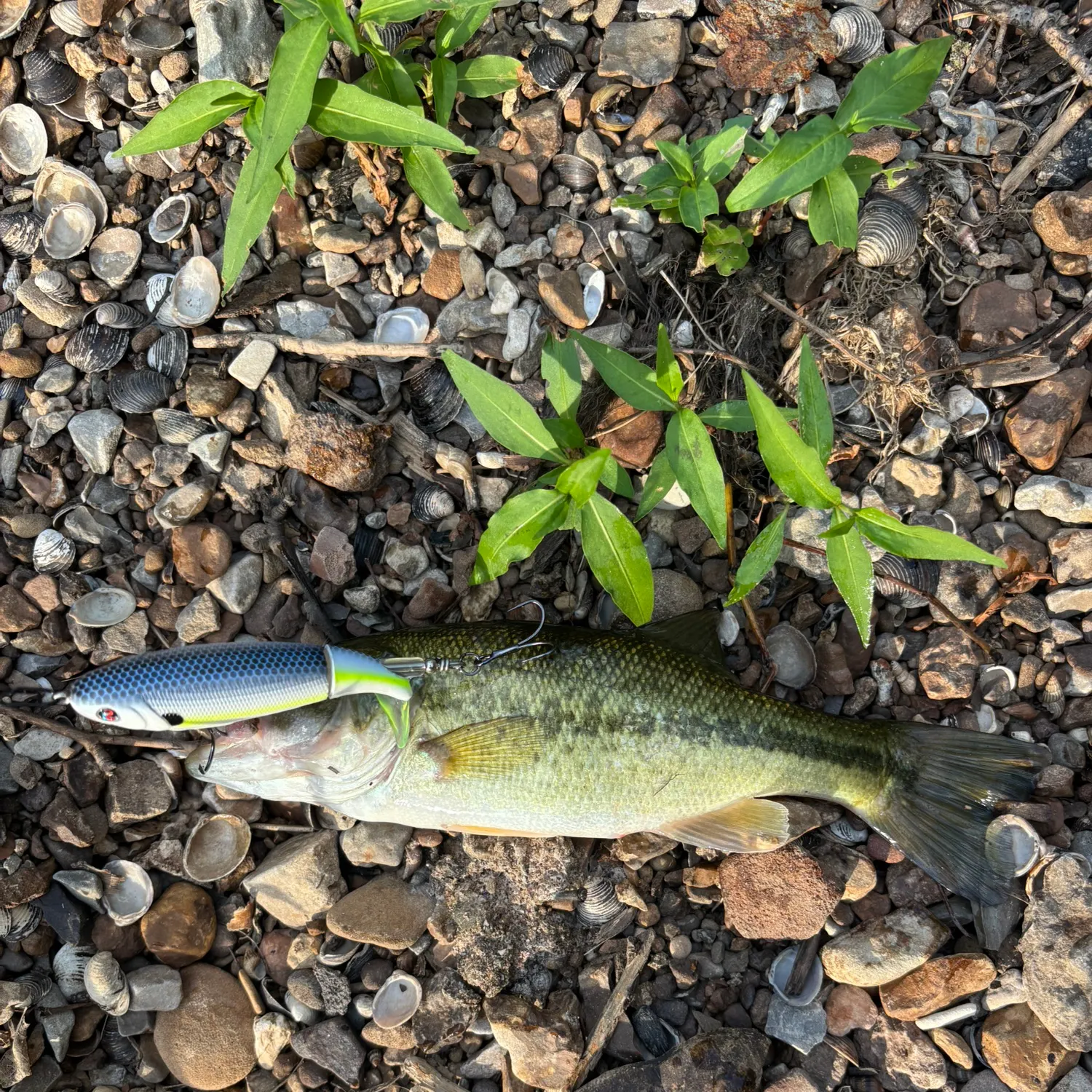Largemouth bass caught on Fishbrain