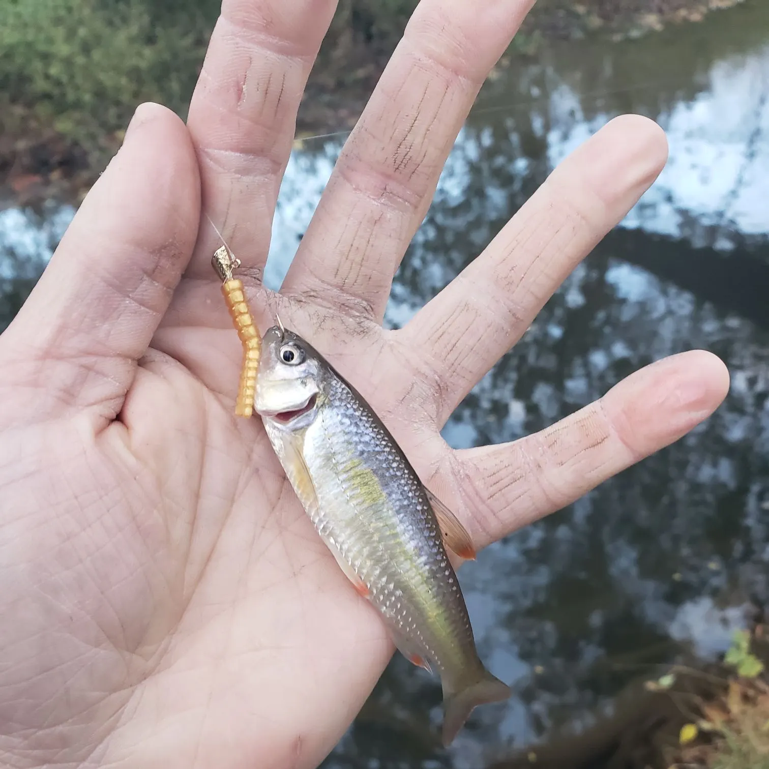 Common shiner caught on Fishbrain