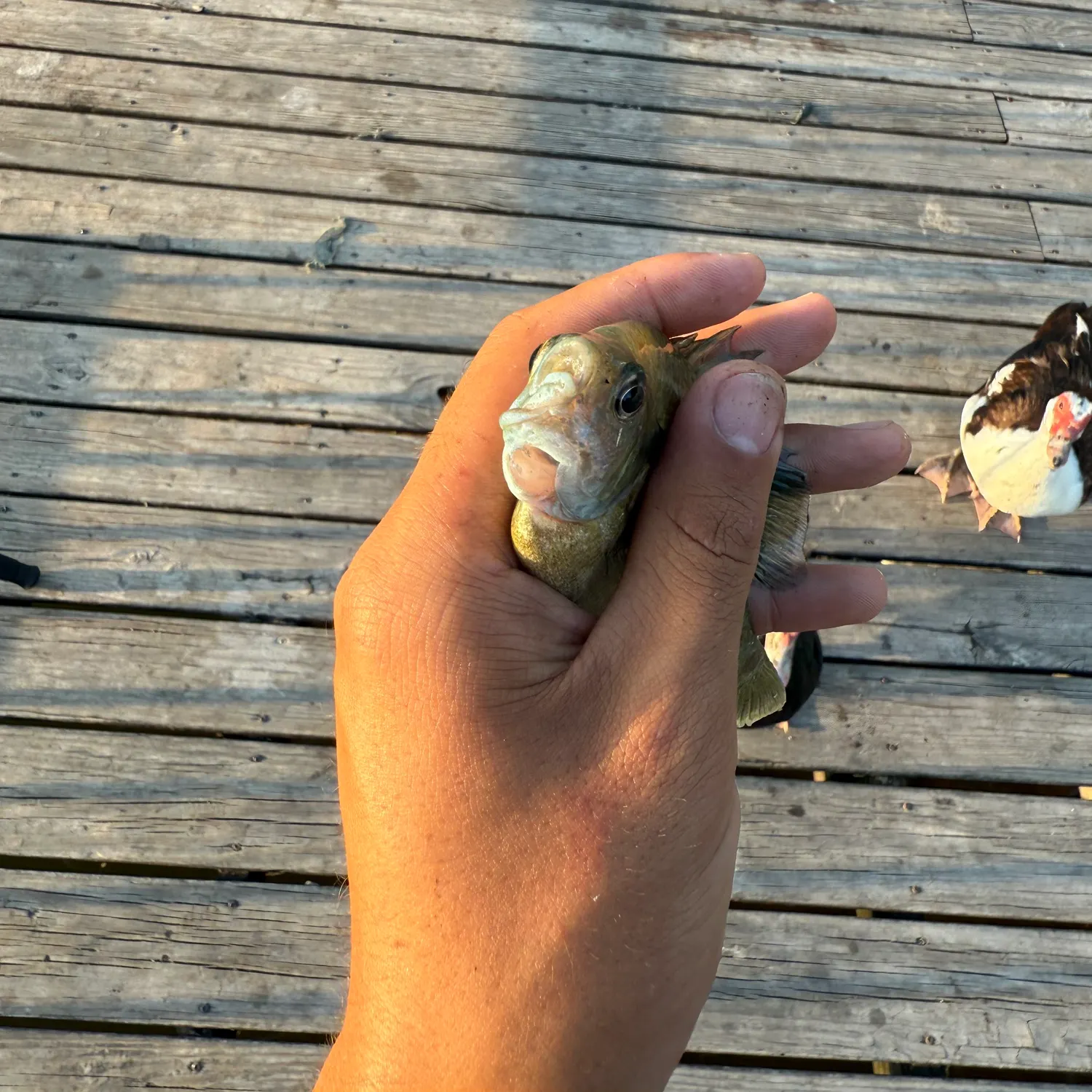 Bluegill caught on Fishbrain