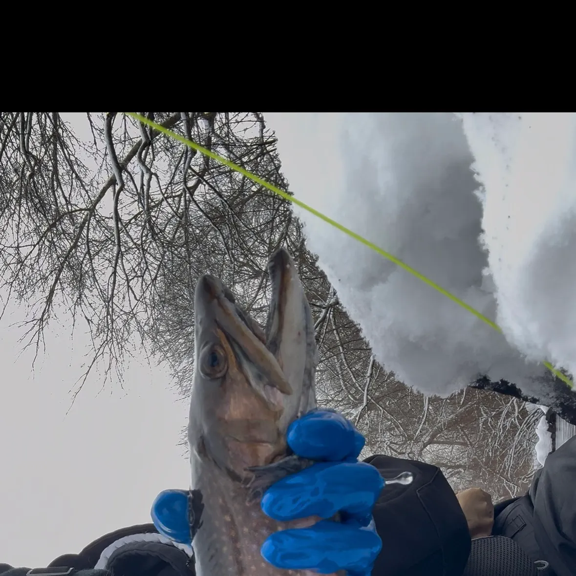 The most recent Brook trout catches on Fishbrain