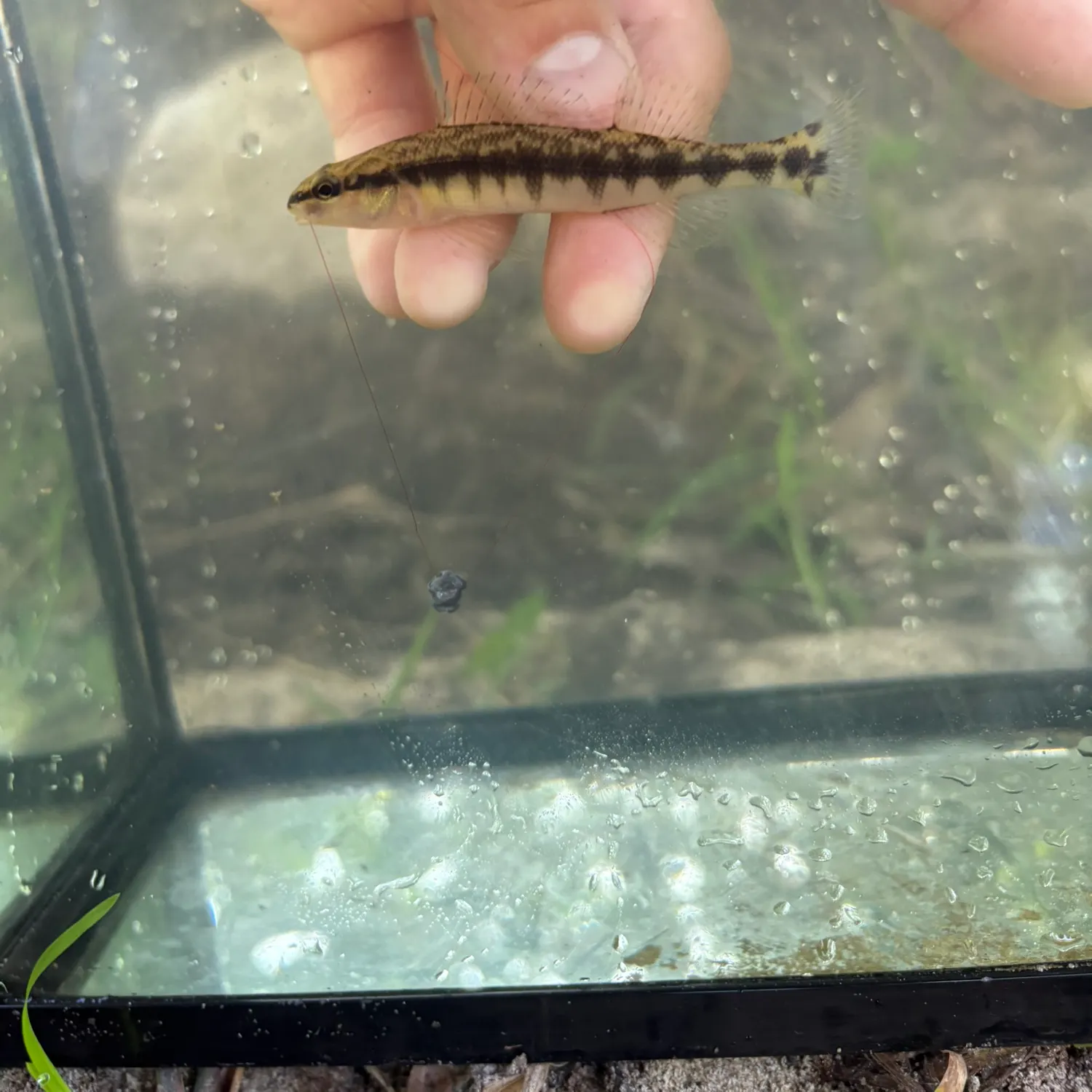 The most recent Westfalls darter catches on Fishbrain
