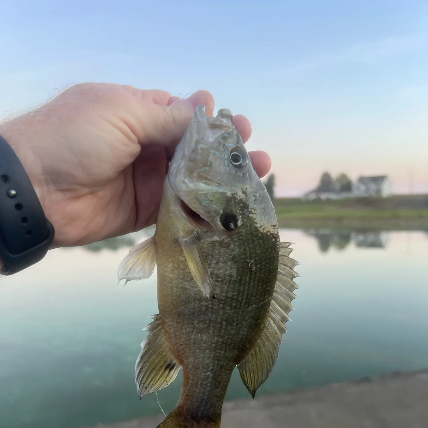 Green sunfish caught on Fishbrain
