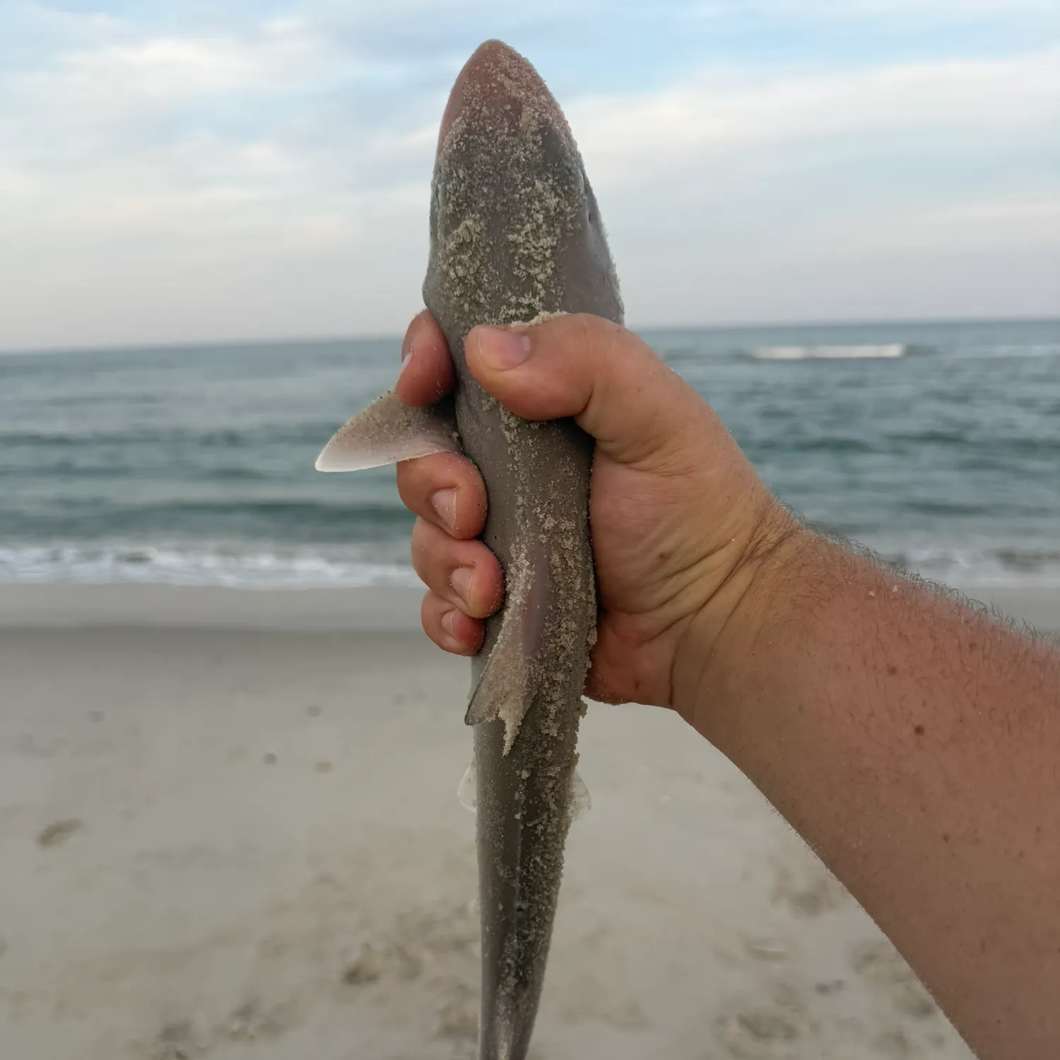 Dusky smooth-hound caught on Fishbrain