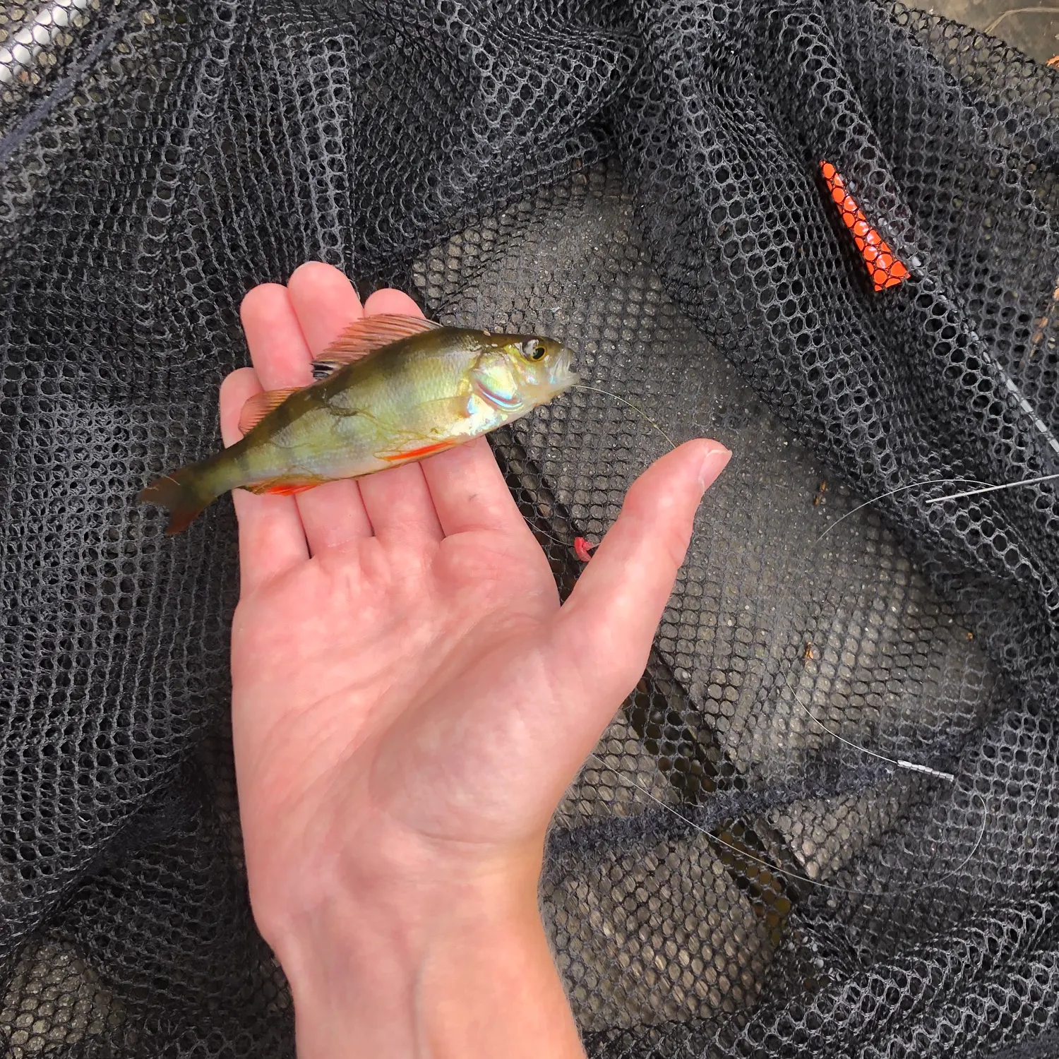 European perch caught on Fishbrain