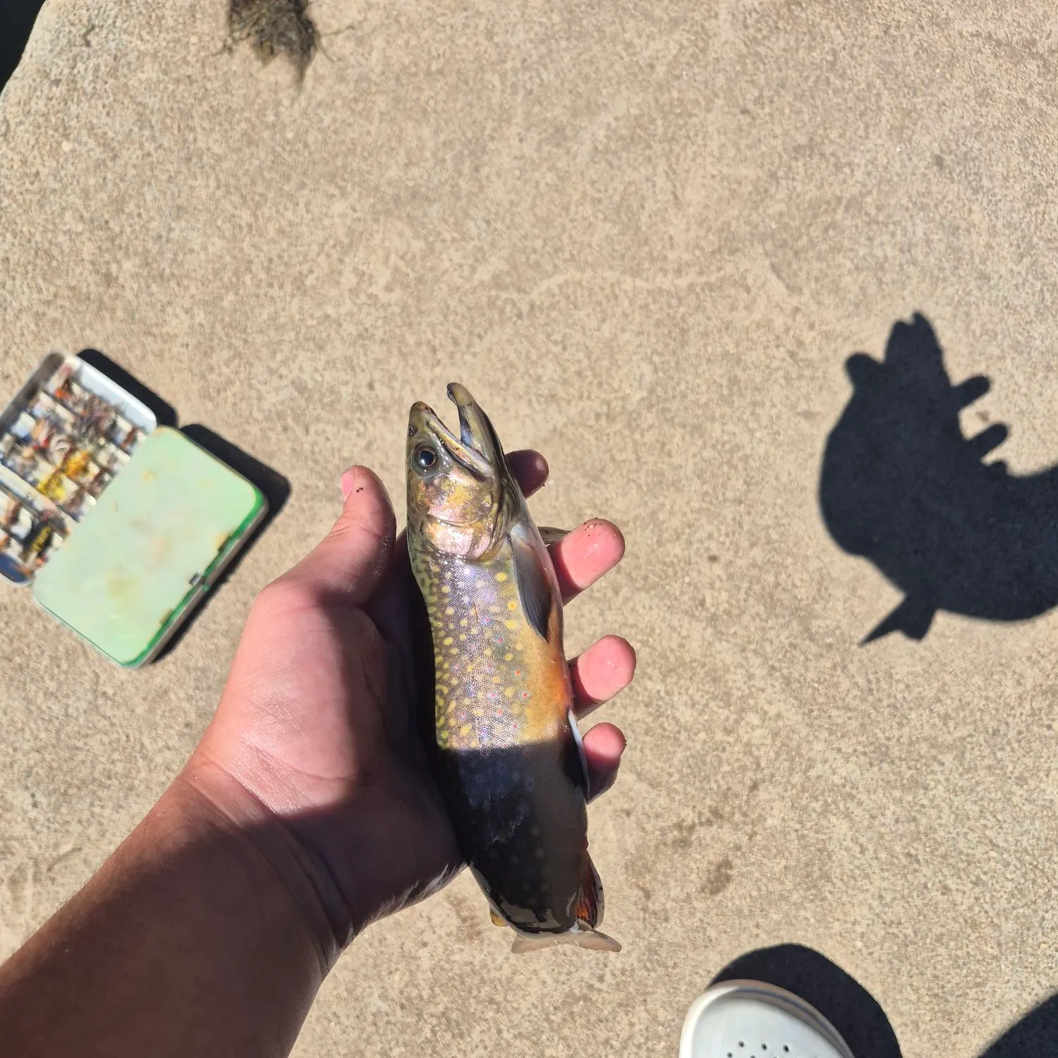Brook trout caught on Fishbrain