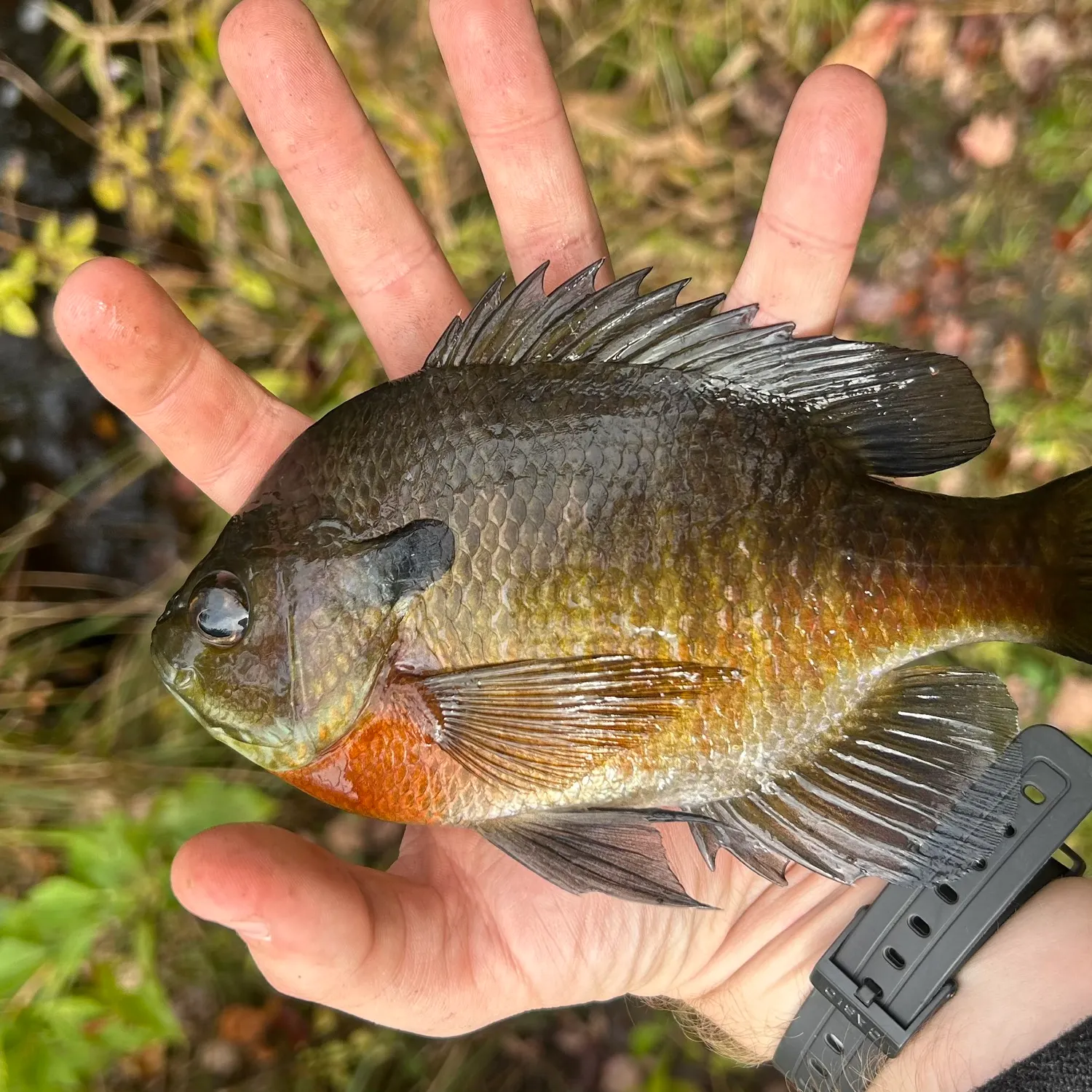 Bluegill caught on Fishbrain