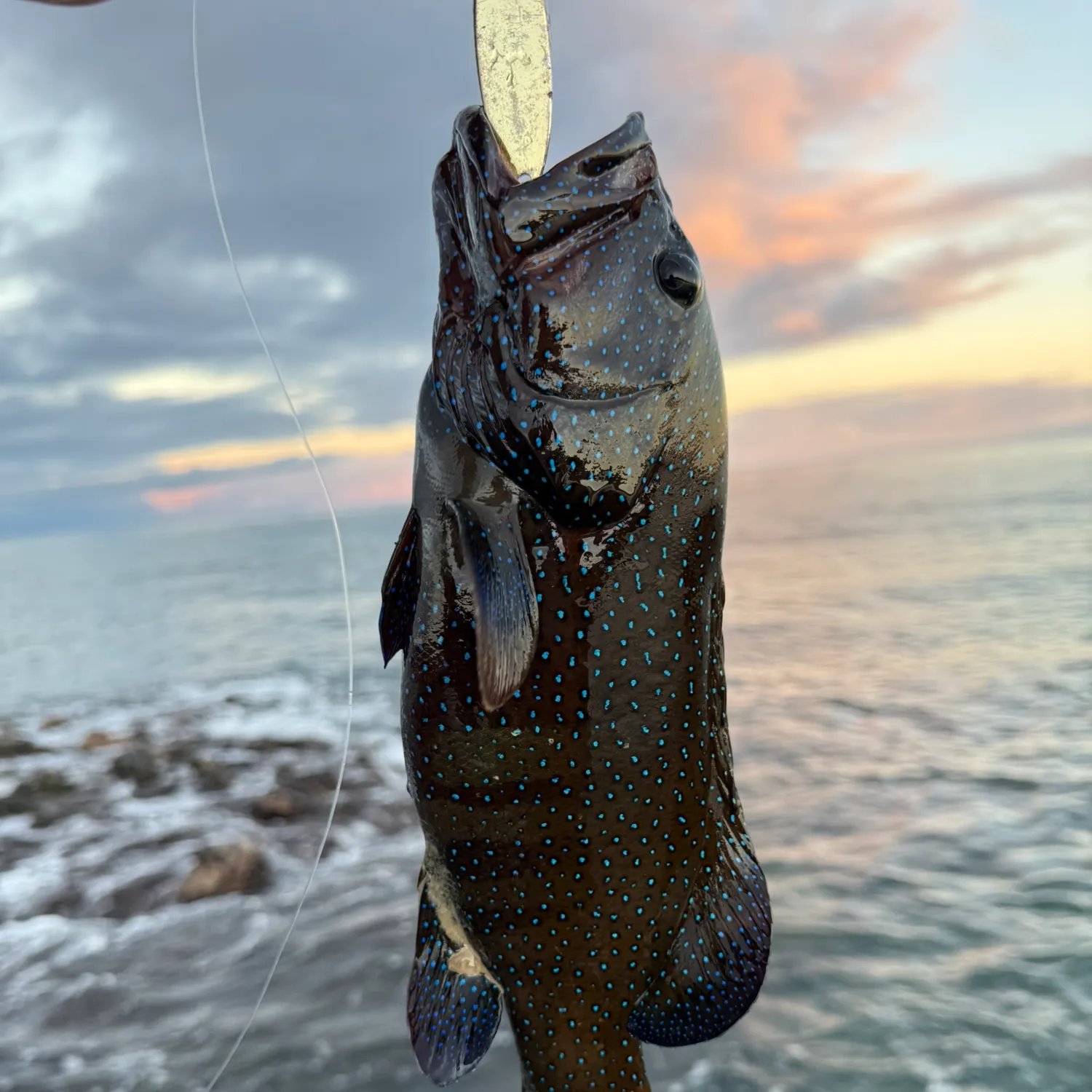 The most recent Peacock hind catches on Fishbrain