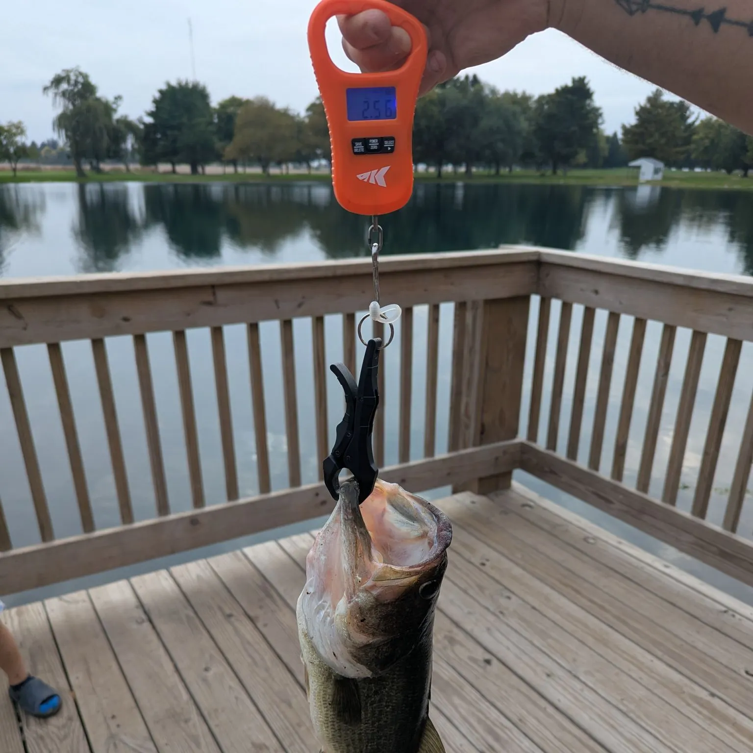 Largemouth bass caught on Fishbrain