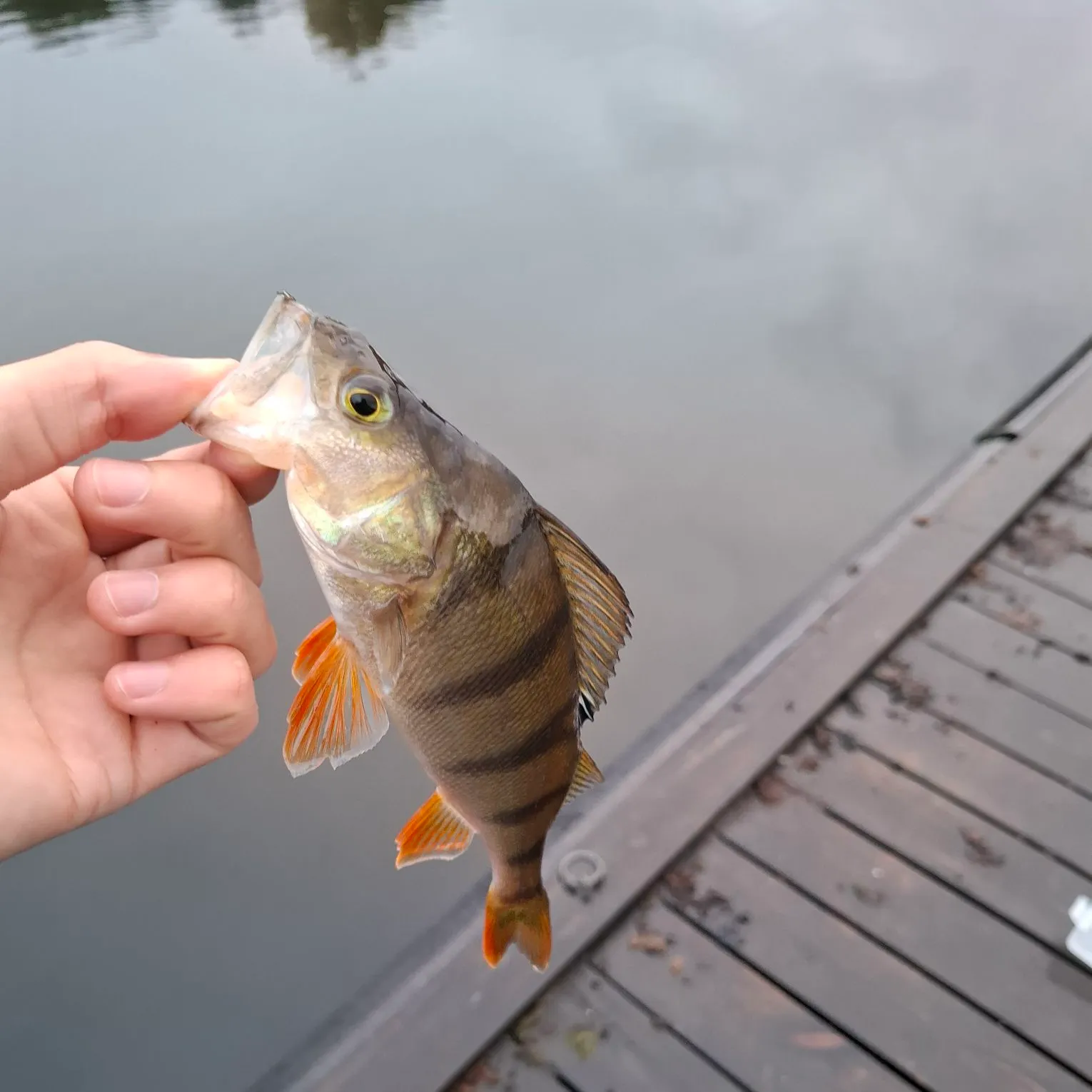 European perch caught on Fishbrain