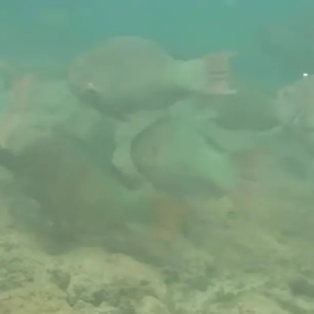 The most recent Rainbow parrotfish catches on Fishbrain