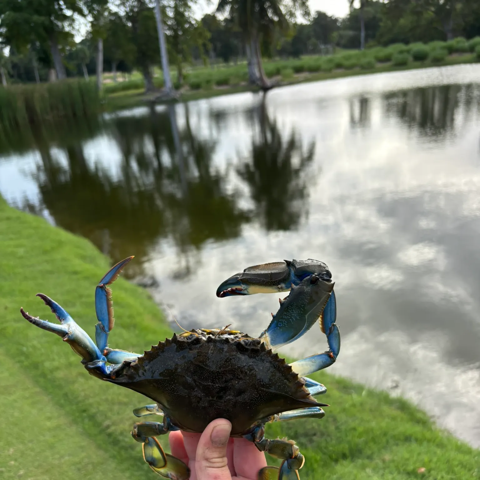 The most recent Blue crab catches on Fishbrain