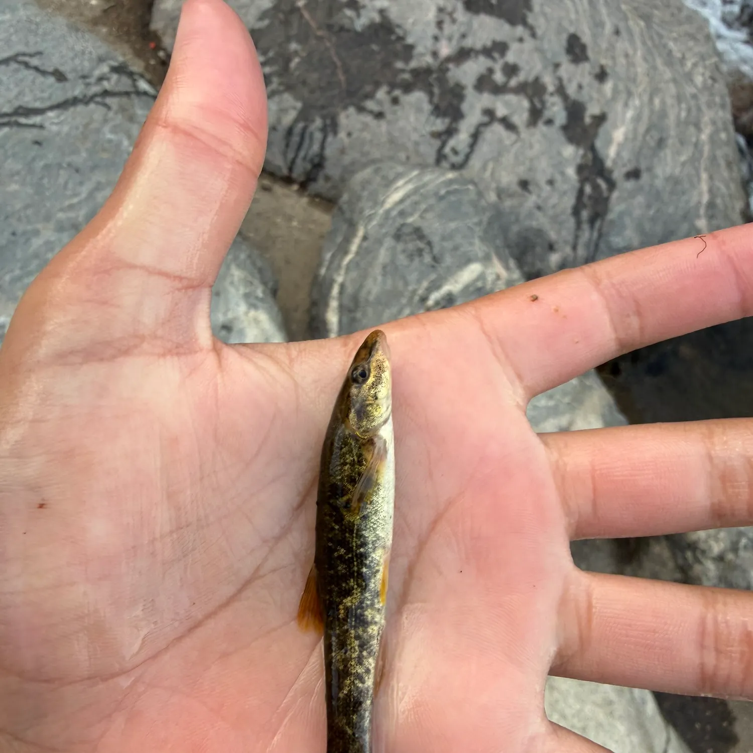 The most recent Longnose dace catches on Fishbrain