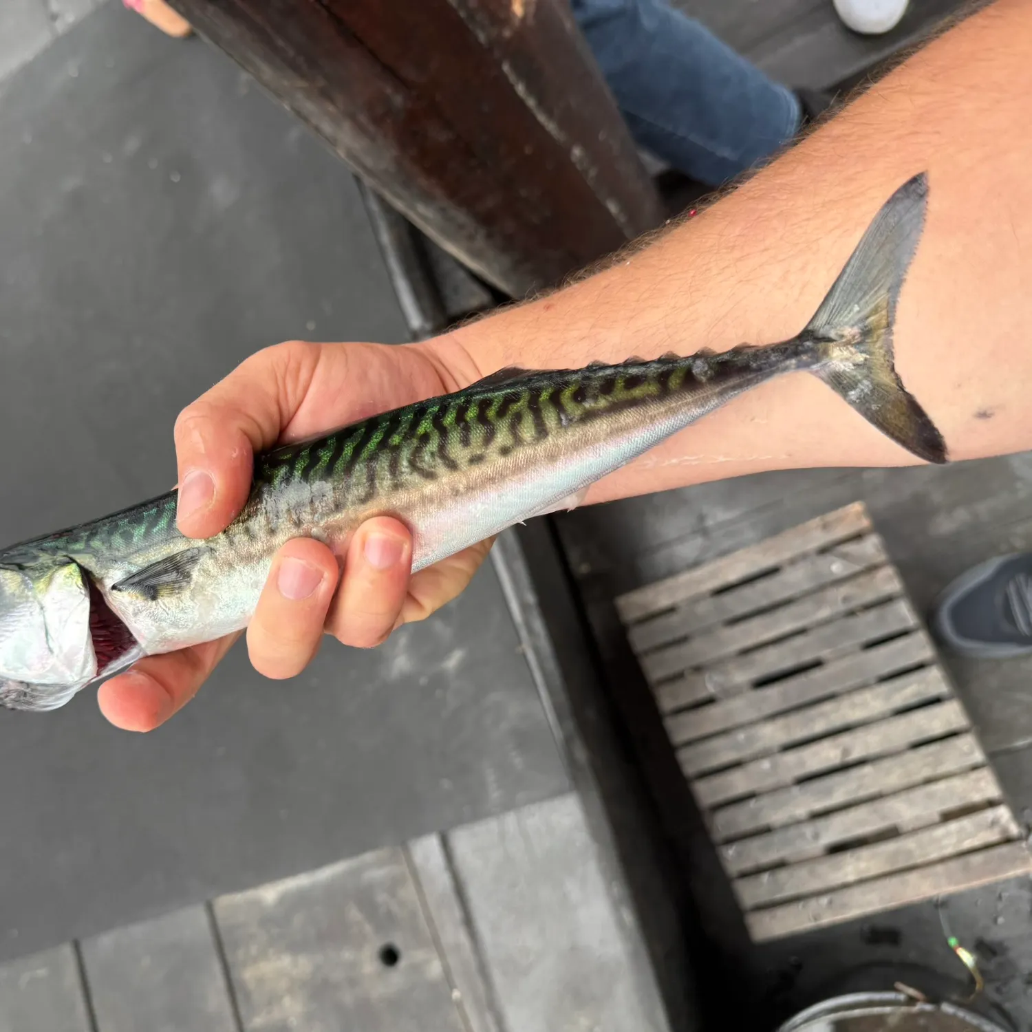 Atlantic mackerel caught on Fishbrain