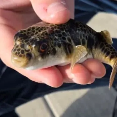 The most recent Smooth toadfish catches on Fishbrain