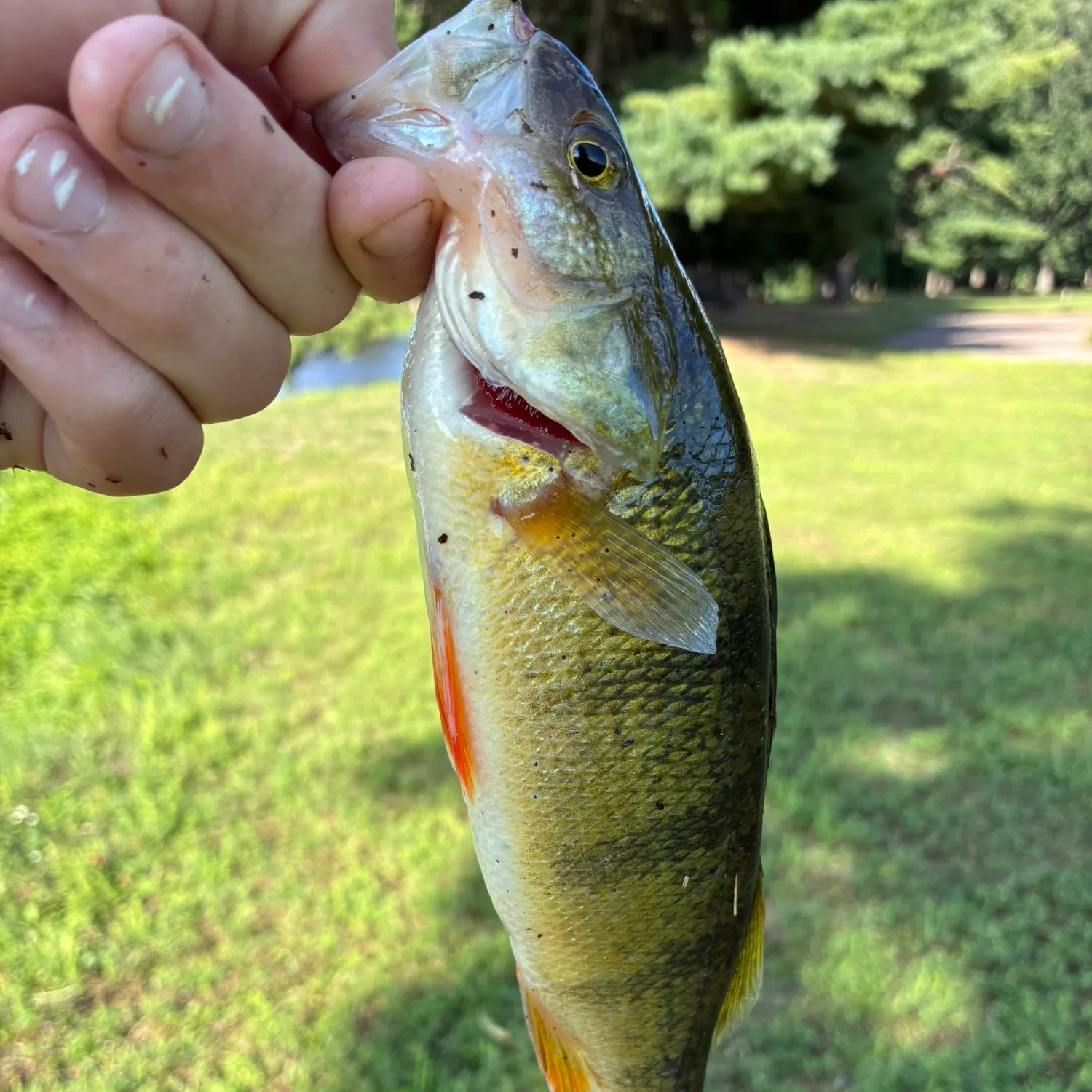 Fish caught on Fishbrain