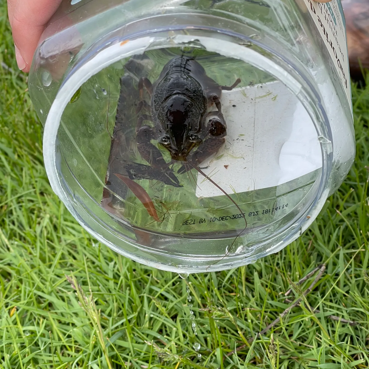 The most recent Signal crayfish catches on Fishbrain