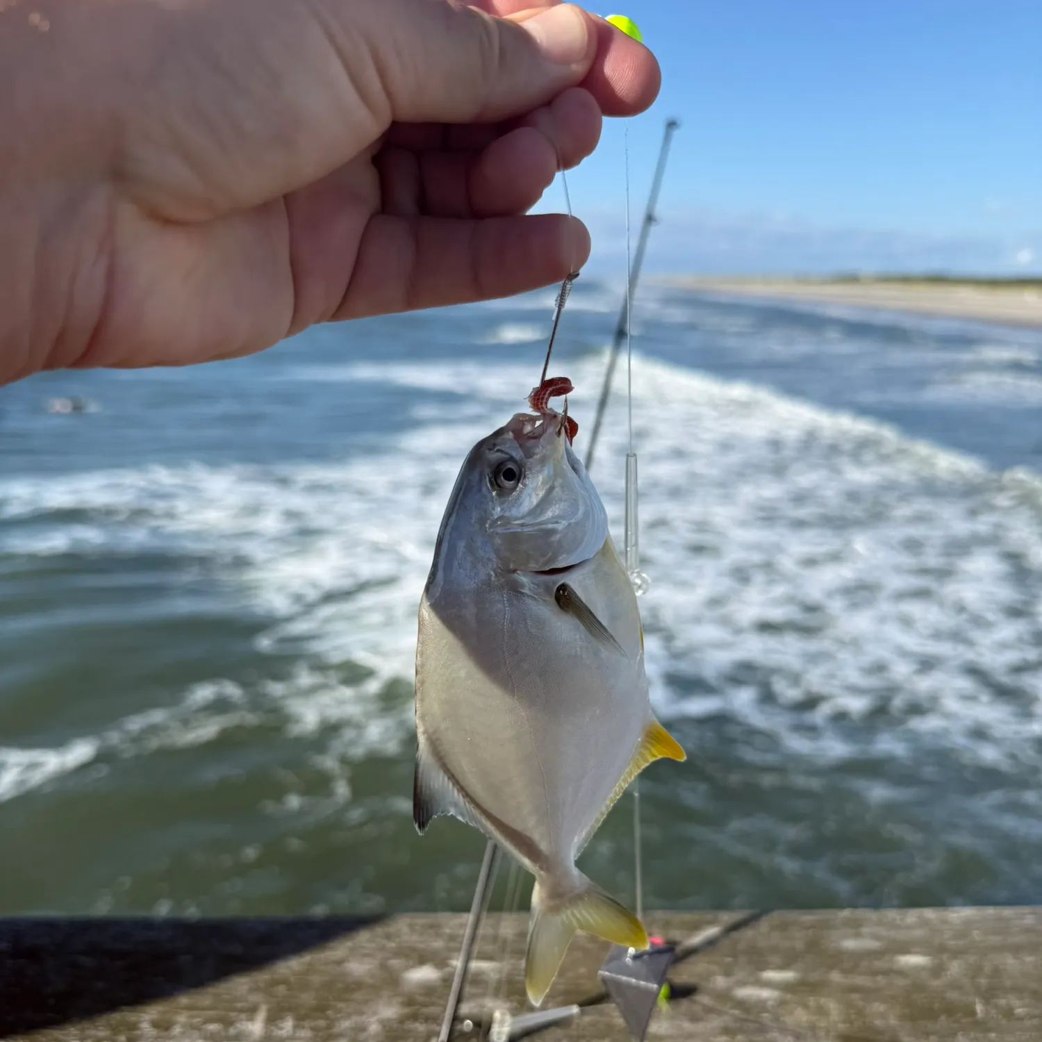 Florida pompano caught on Fishbrain
