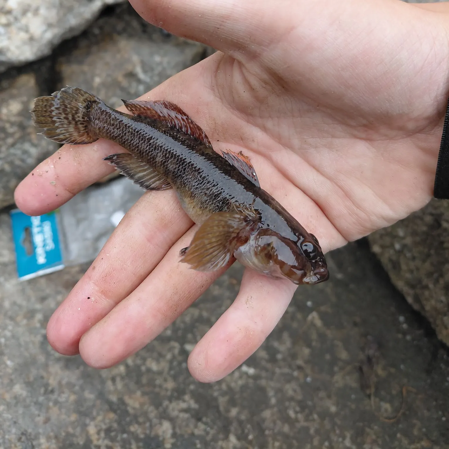 Rock goby caught on Fishbrain