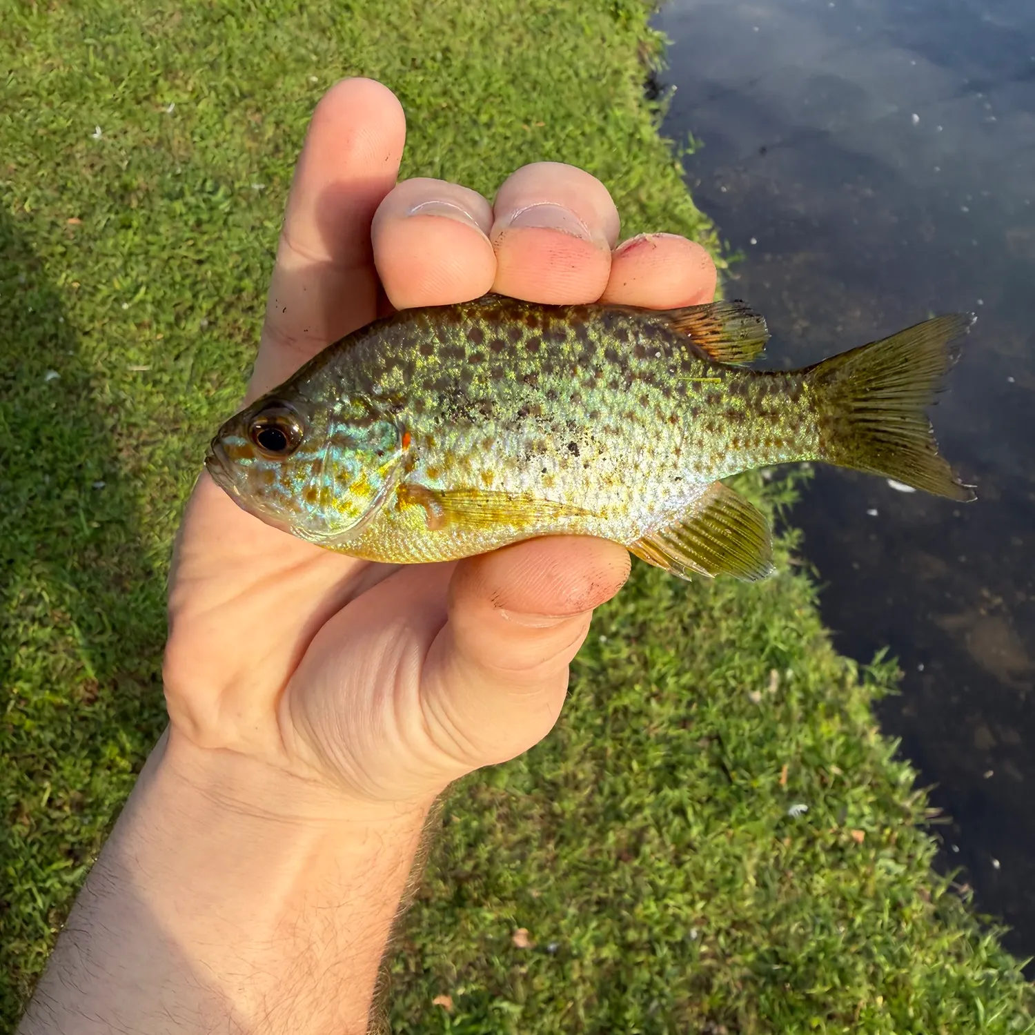 Bluegill caught on Fishbrain