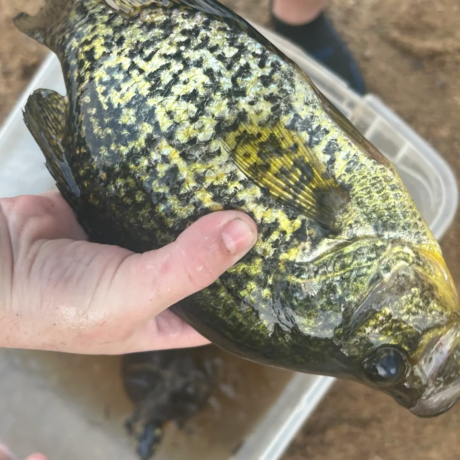 Black crappie caught on Fishbrain