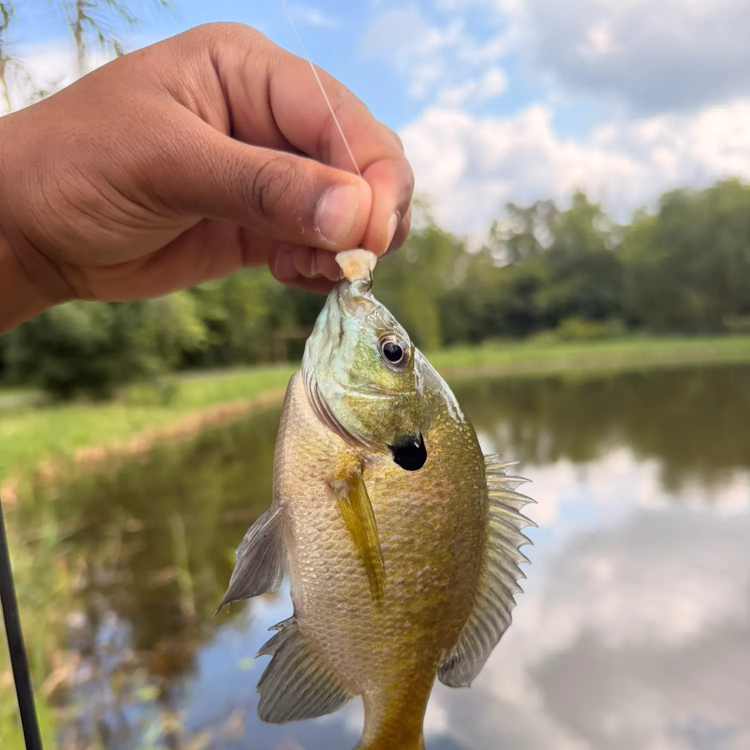 Bluegill caught on Fishbrain