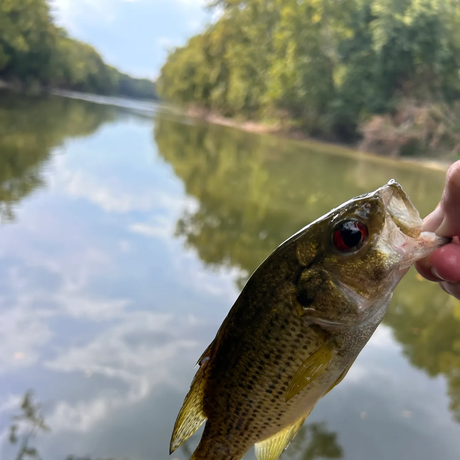 Rock bass caught on Fishbrain