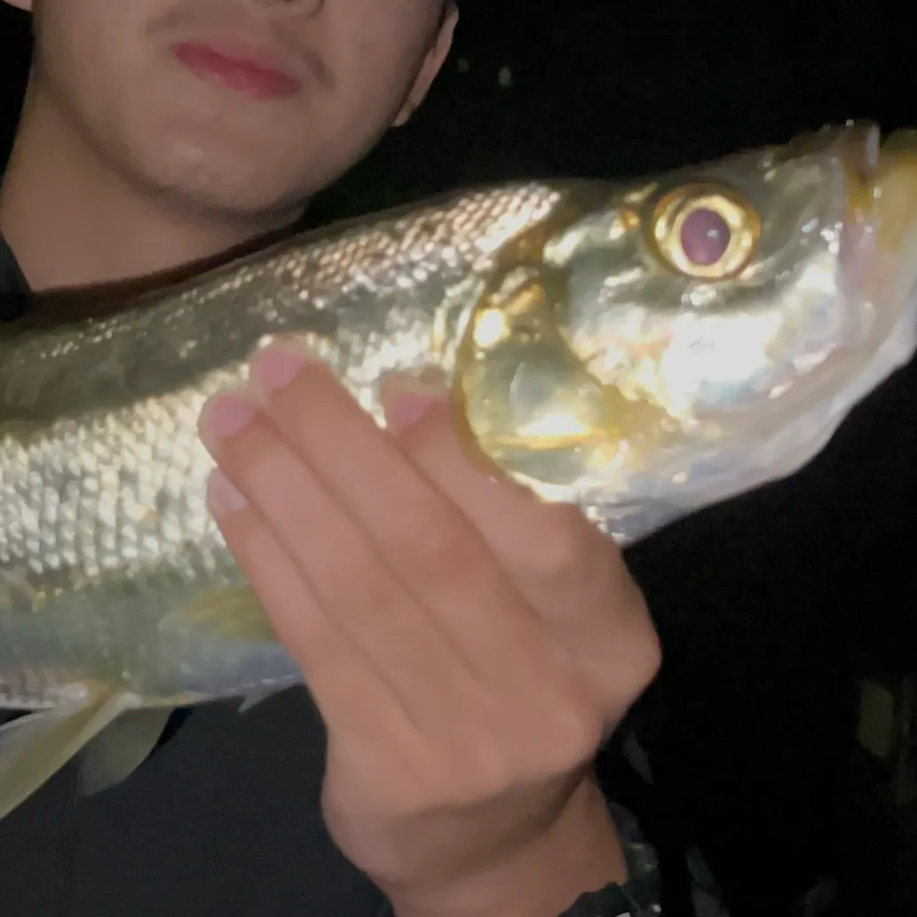 The most recent Predatory carp catches on Fishbrain