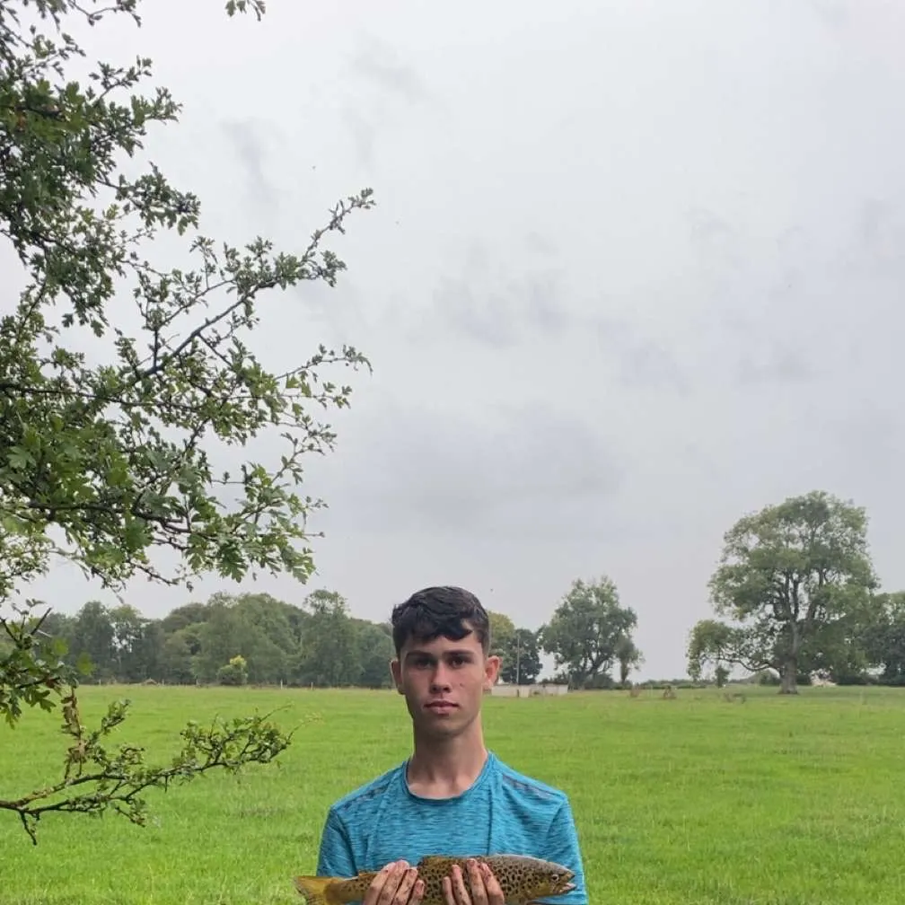 Brown trout caught on Fishbrain