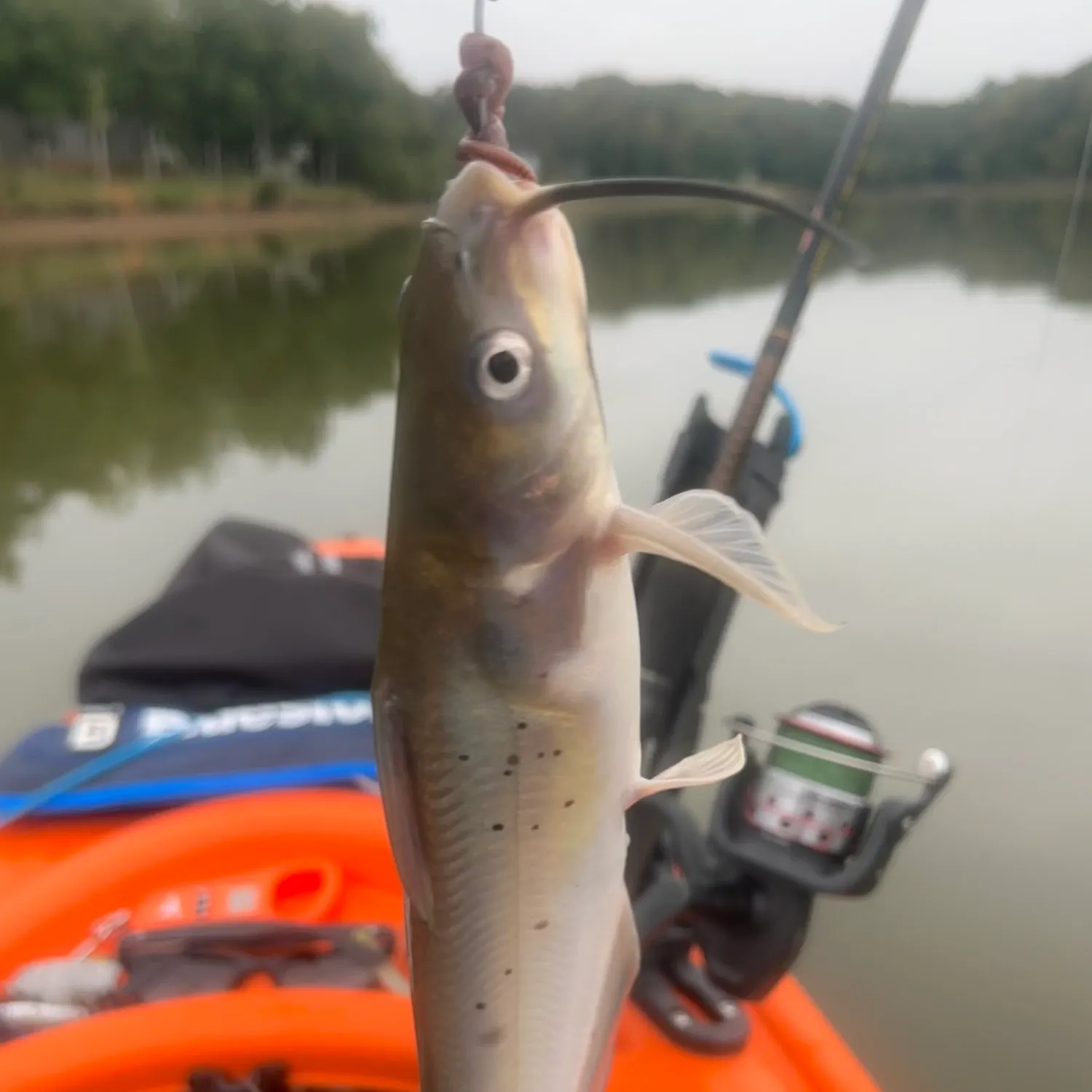 Channel catfish caught on Fishbrain