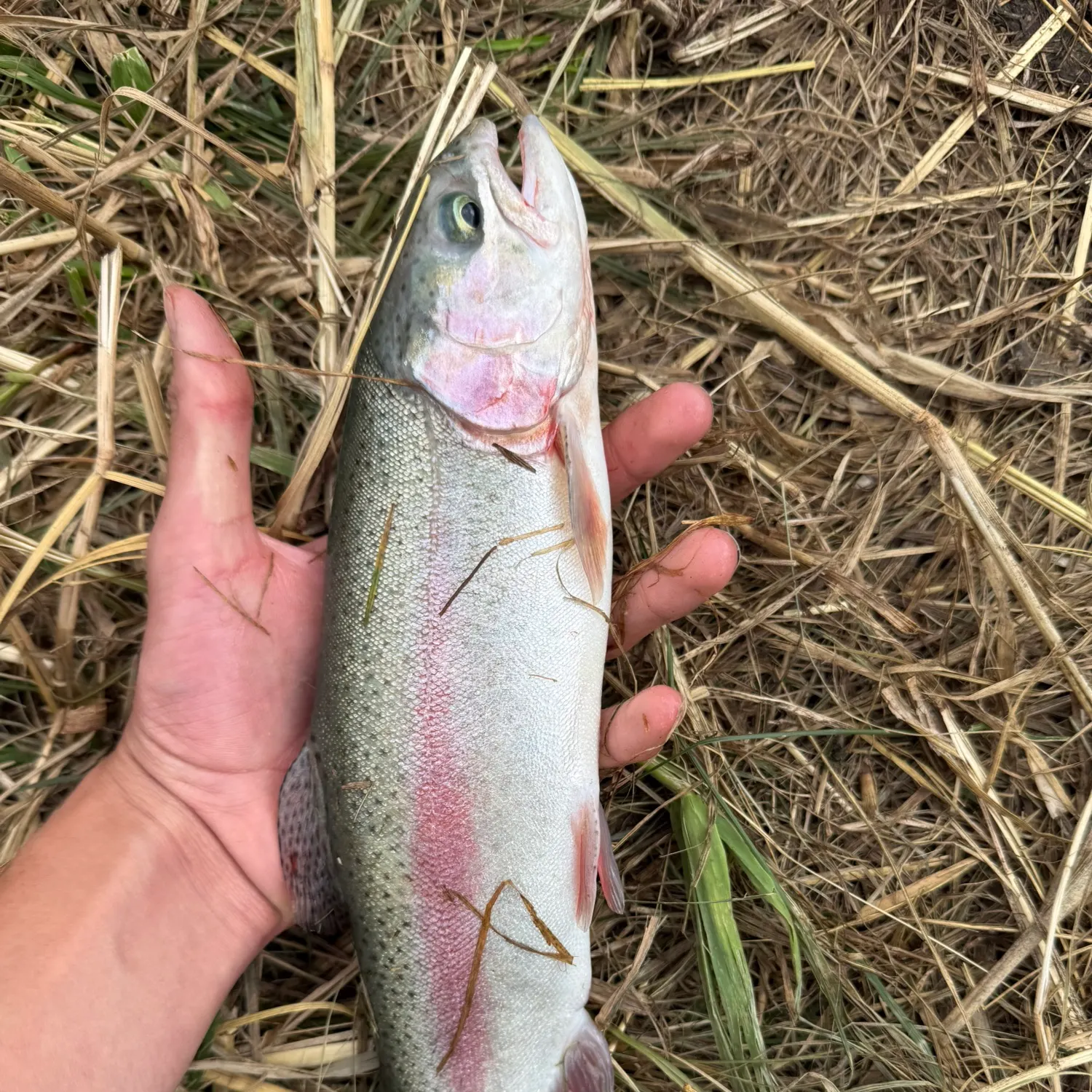 Rainbow trout caught on Fishbrain