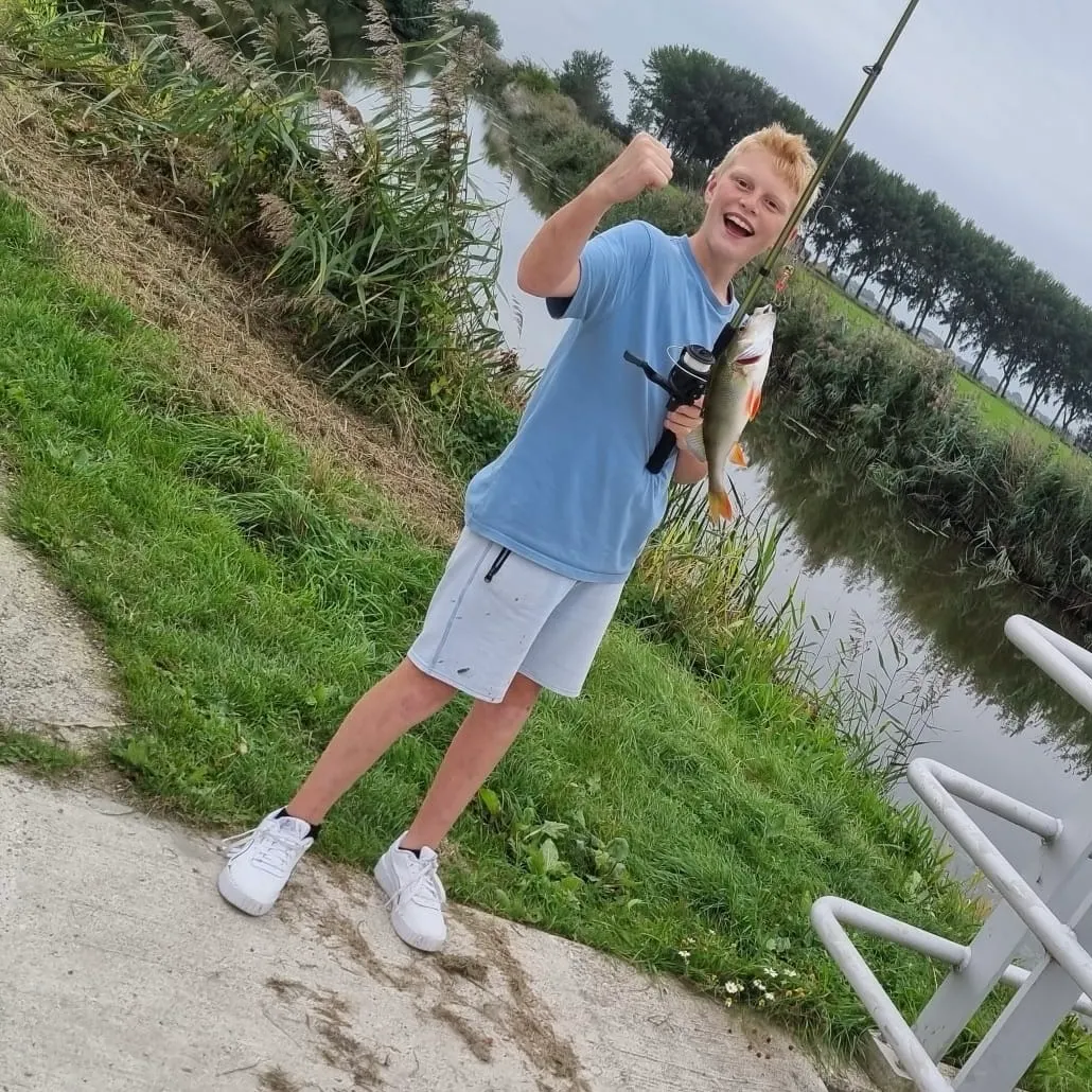 European perch caught on Fishbrain