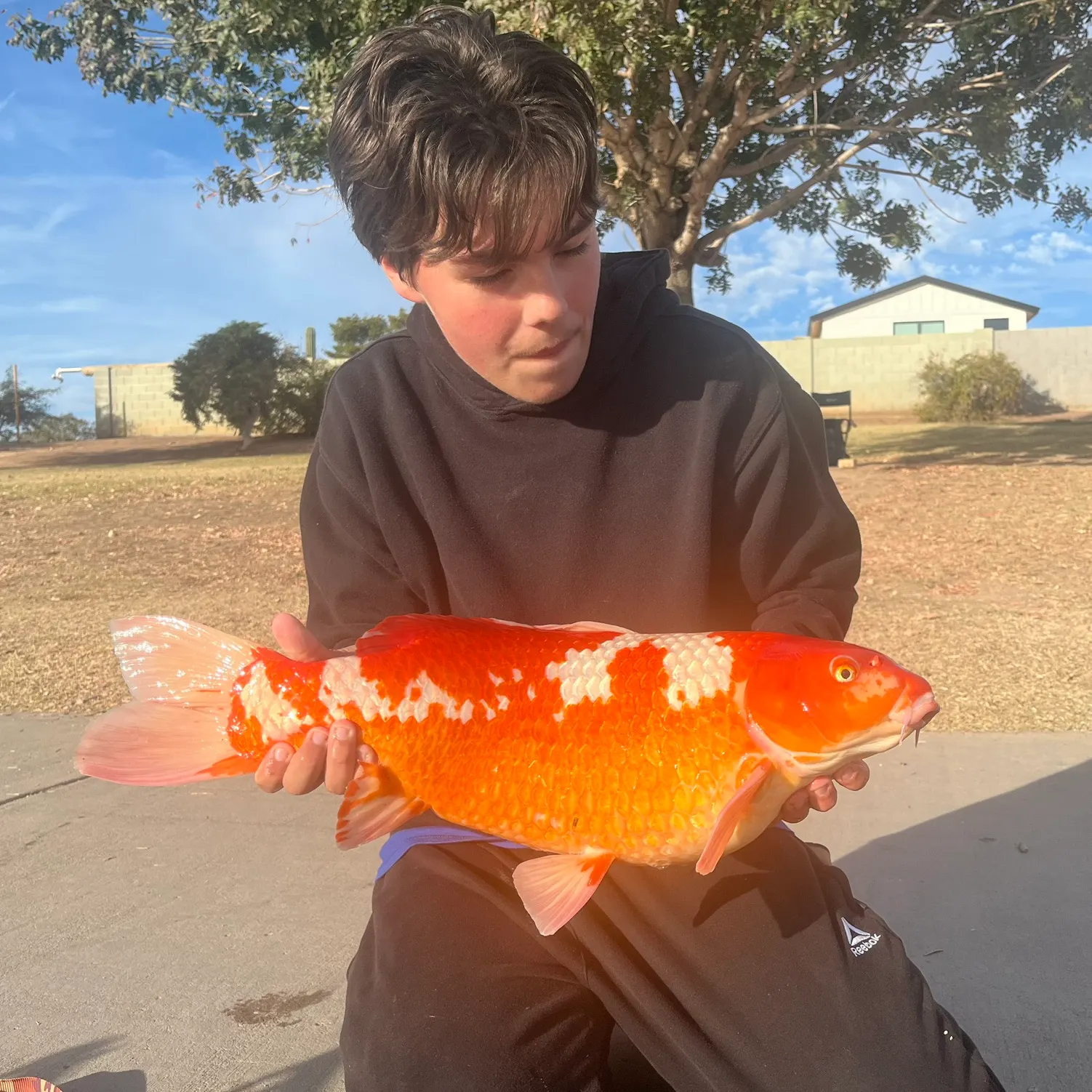 The most recent Koi carp catches on Fishbrain