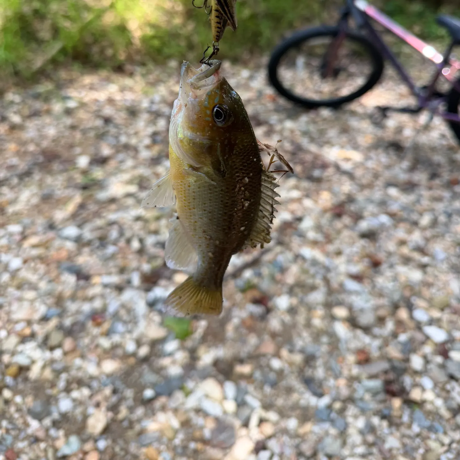 Green sunfish caught on Fishbrain