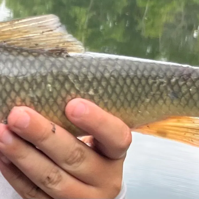 Common carp caught on Fishbrain
