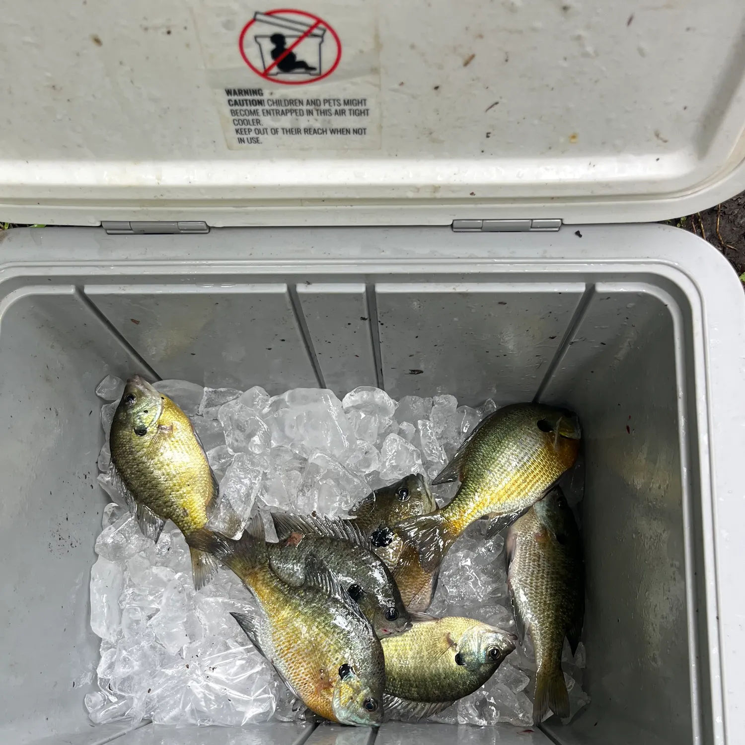 Bluegill caught on Fishbrain