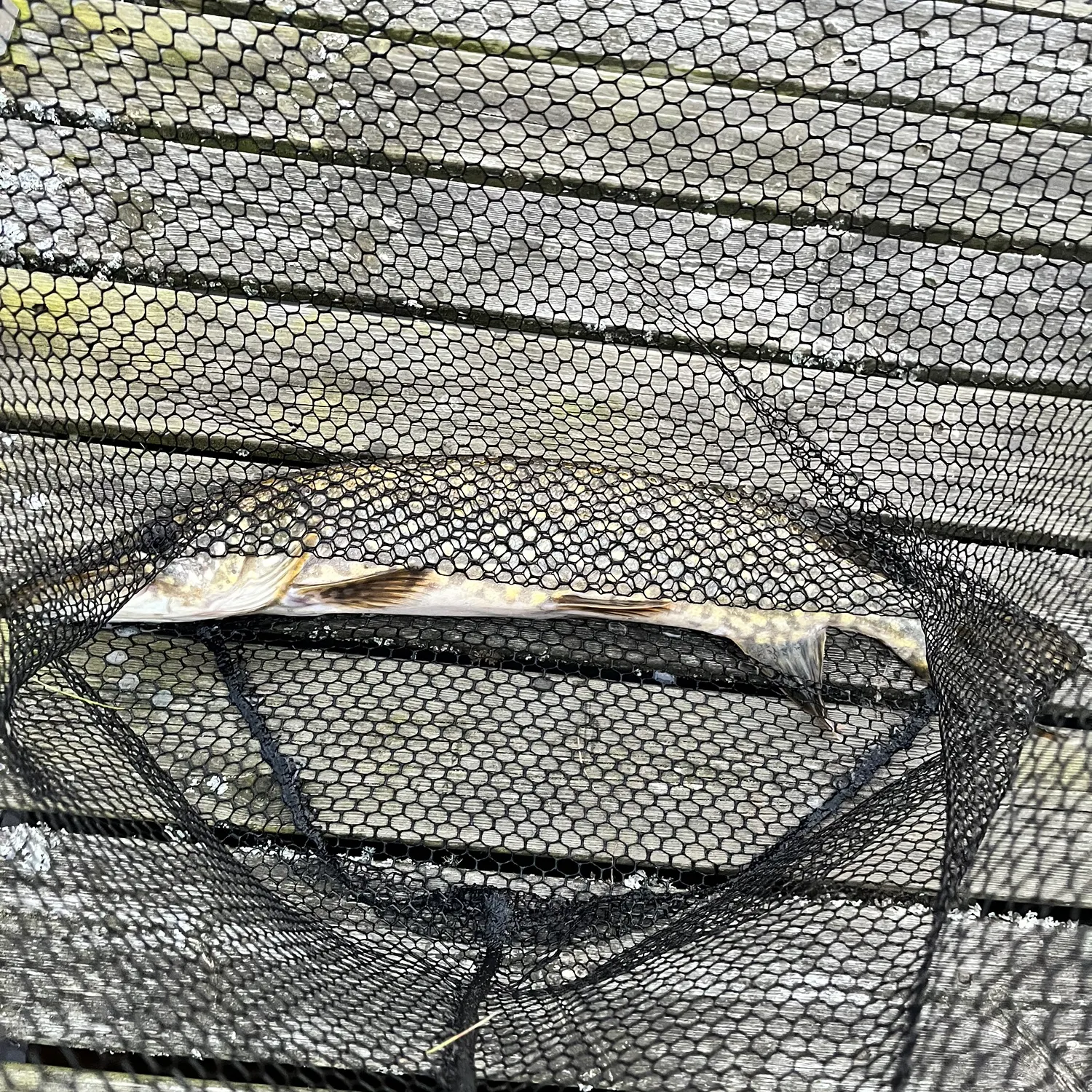 Northern pike caught on Fishbrain
