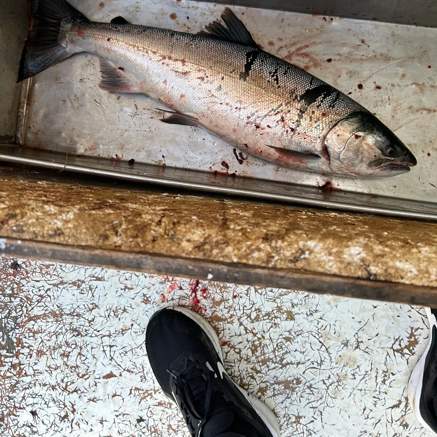Coho salmon caught on Fishbrain
