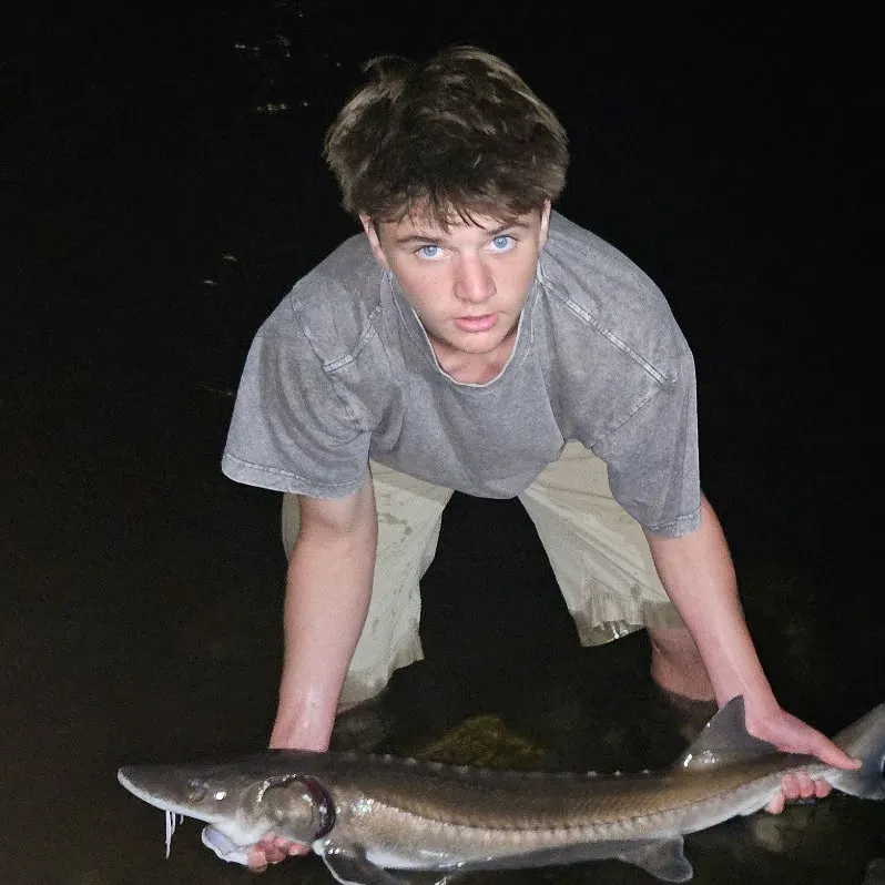 White sturgeon caught on Fishbrain