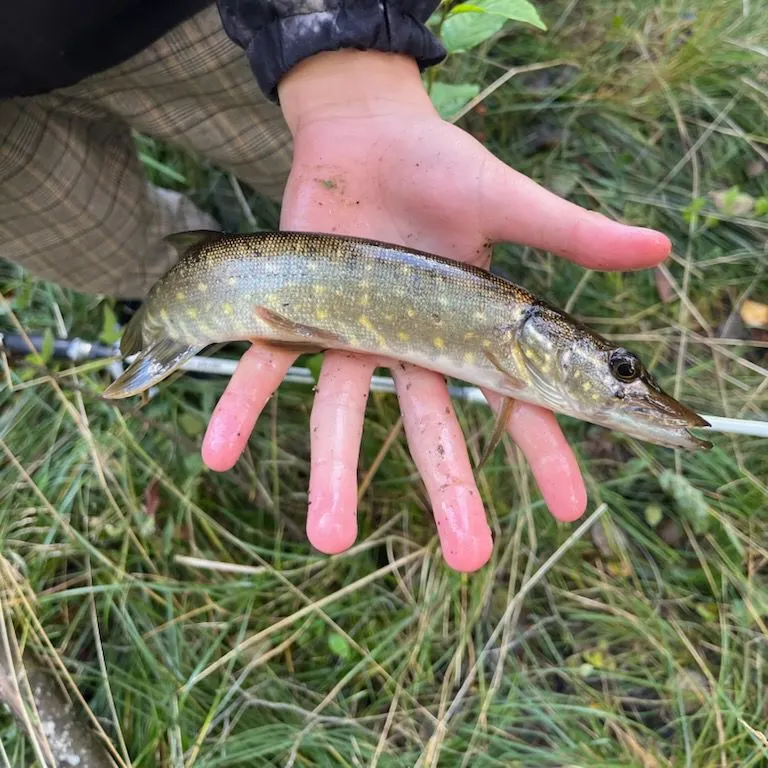 Northern pike caught on Fishbrain