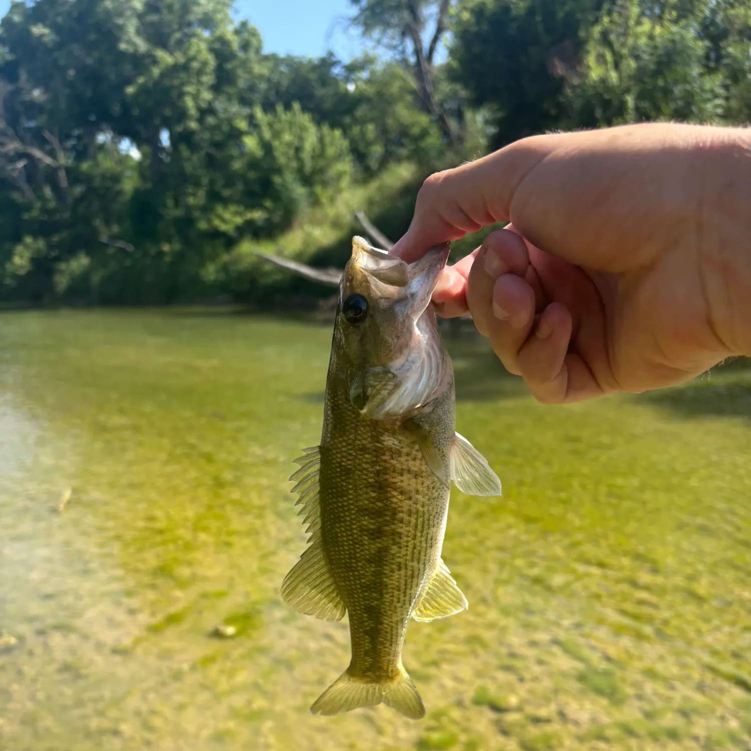 The most recent Spotted bass catches on Fishbrain