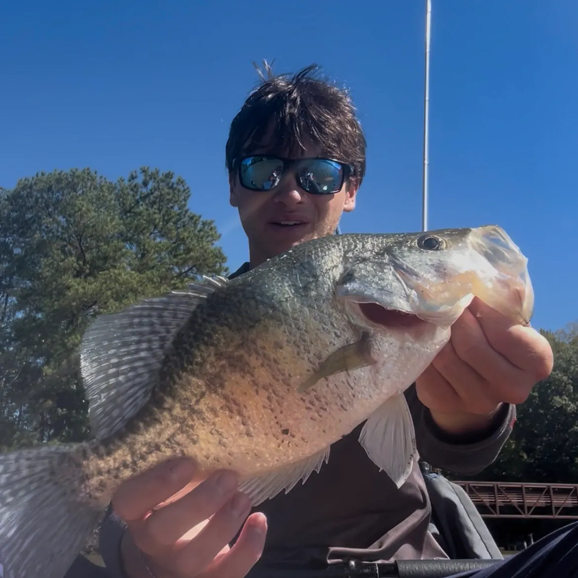 White crappie caught on Fishbrain
