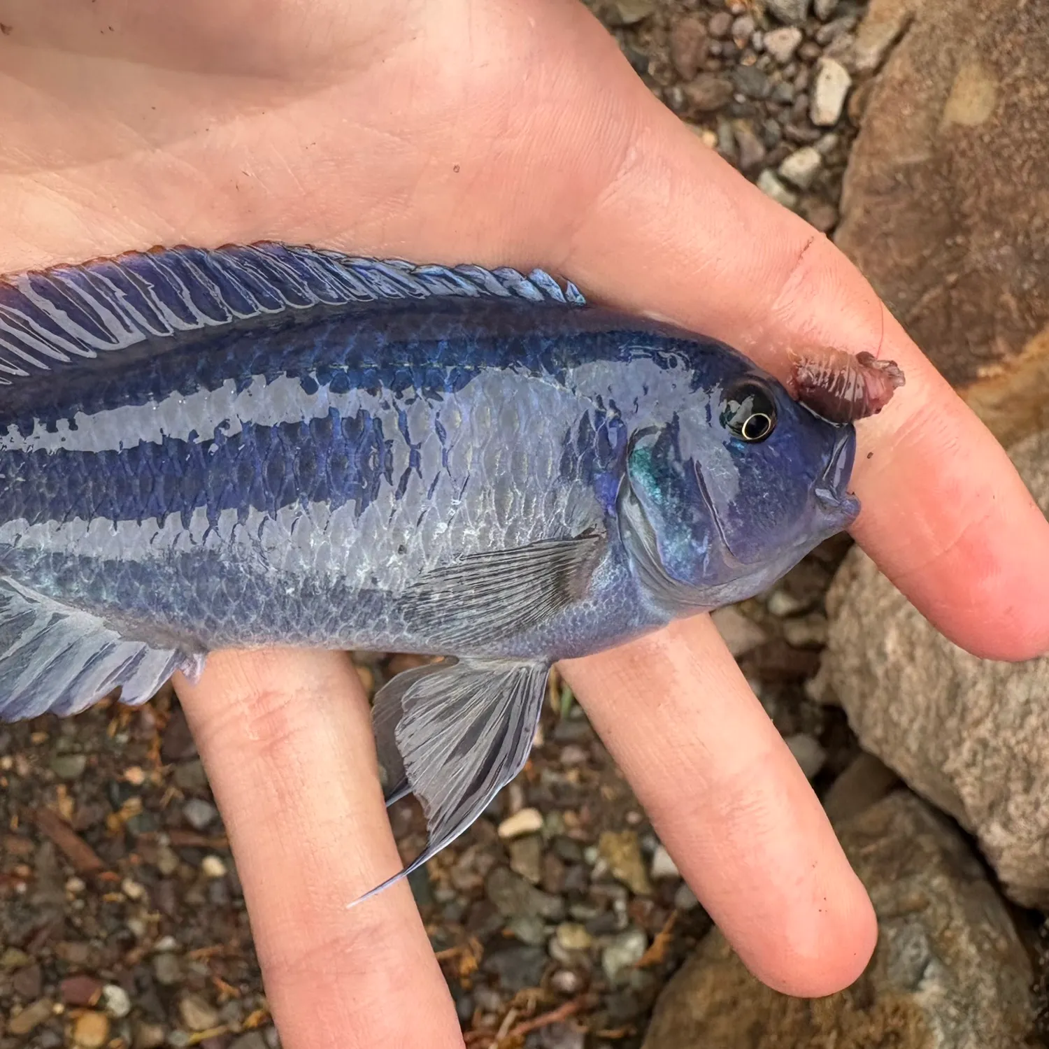 The most recent Giraffe cichlid catches on Fishbrain