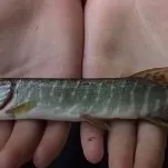 Northern pike caught on Fishbrain