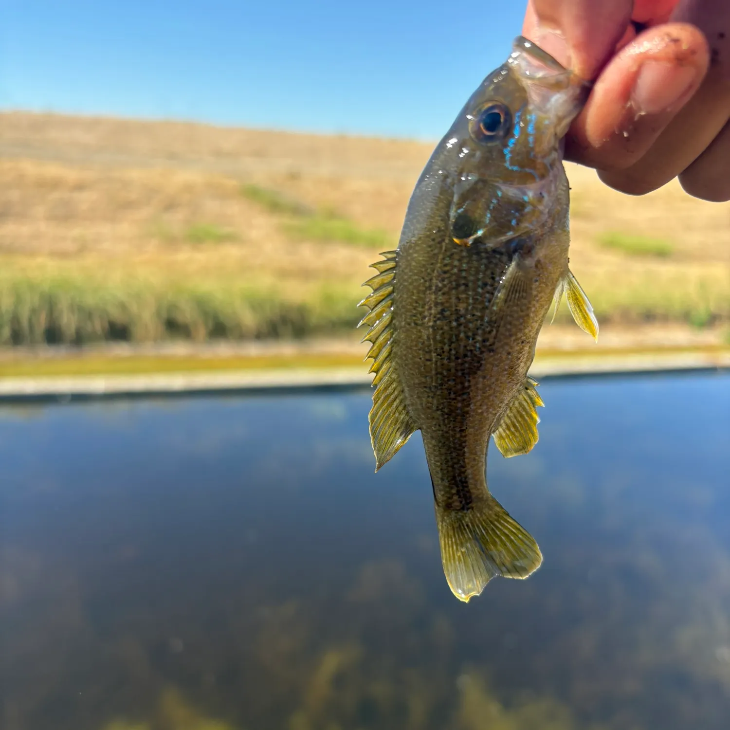 Green sunfish caught on Fishbrain
