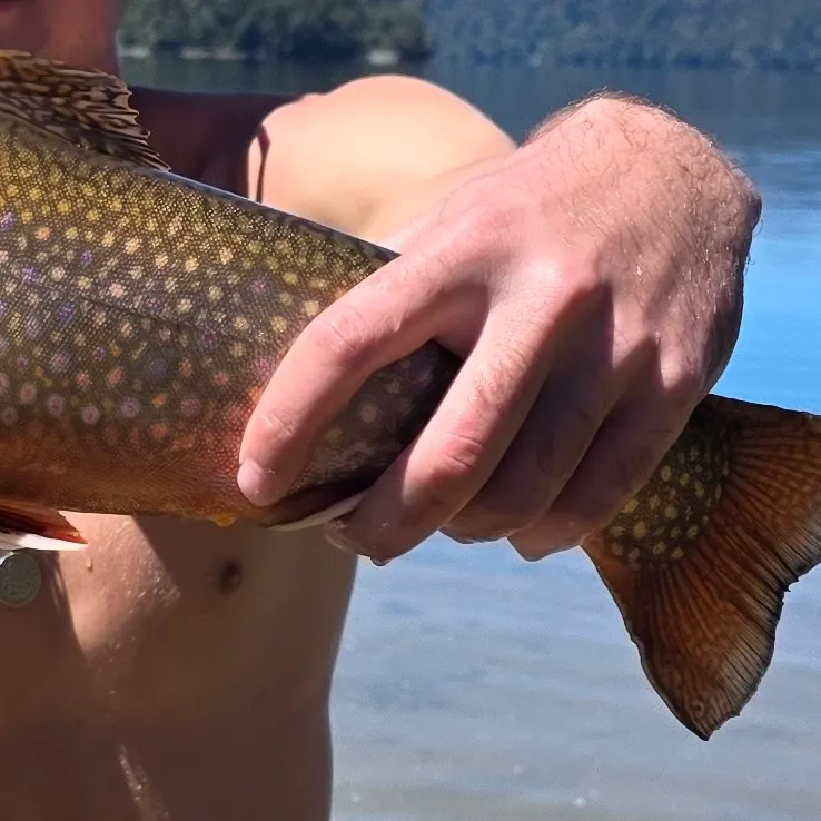 The most recent Brook trout catches on Fishbrain