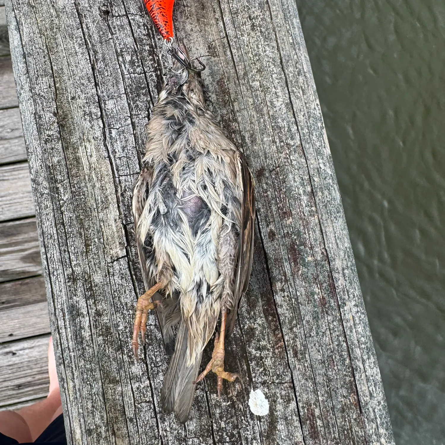 The most recent Tiger muskellunge catches on Fishbrain