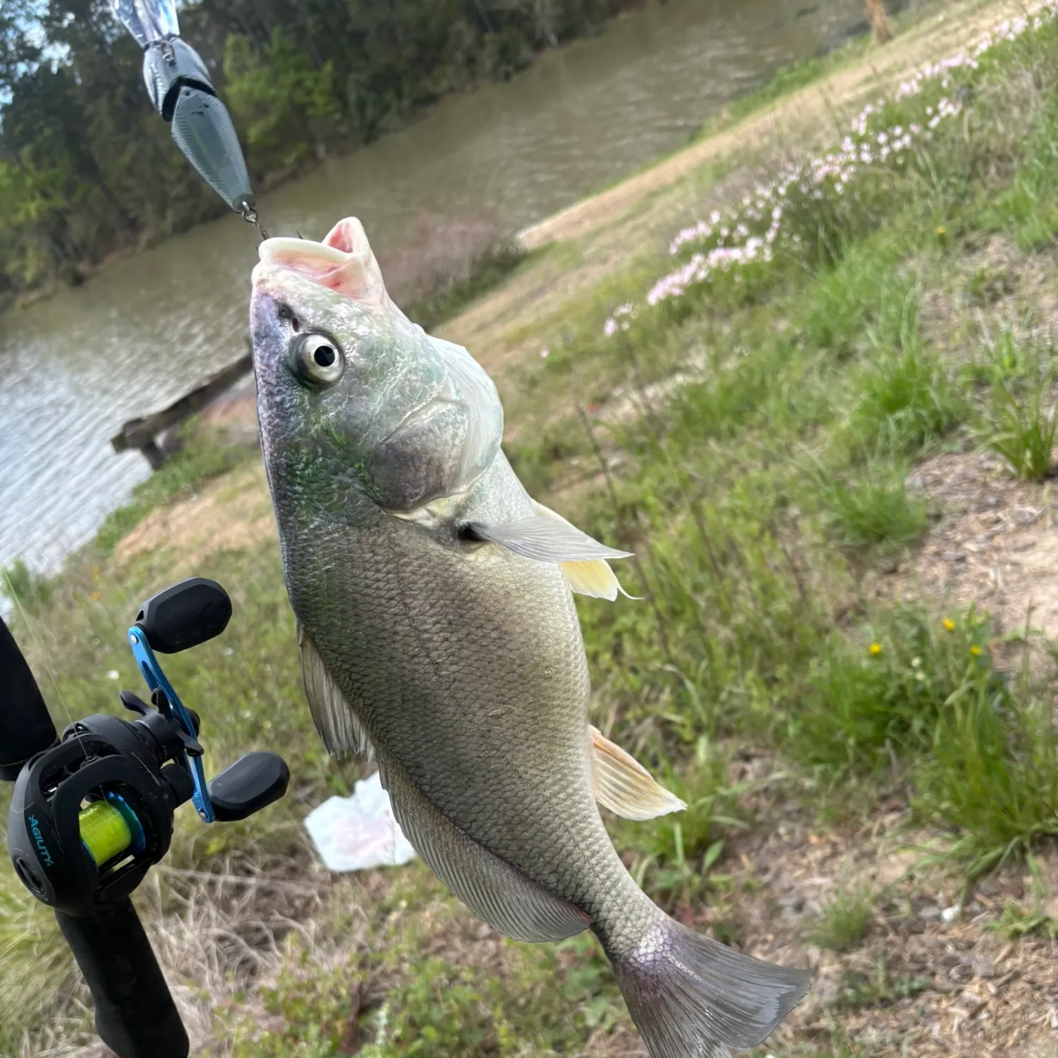 The most recent Freshwater drum catches on Fishbrain