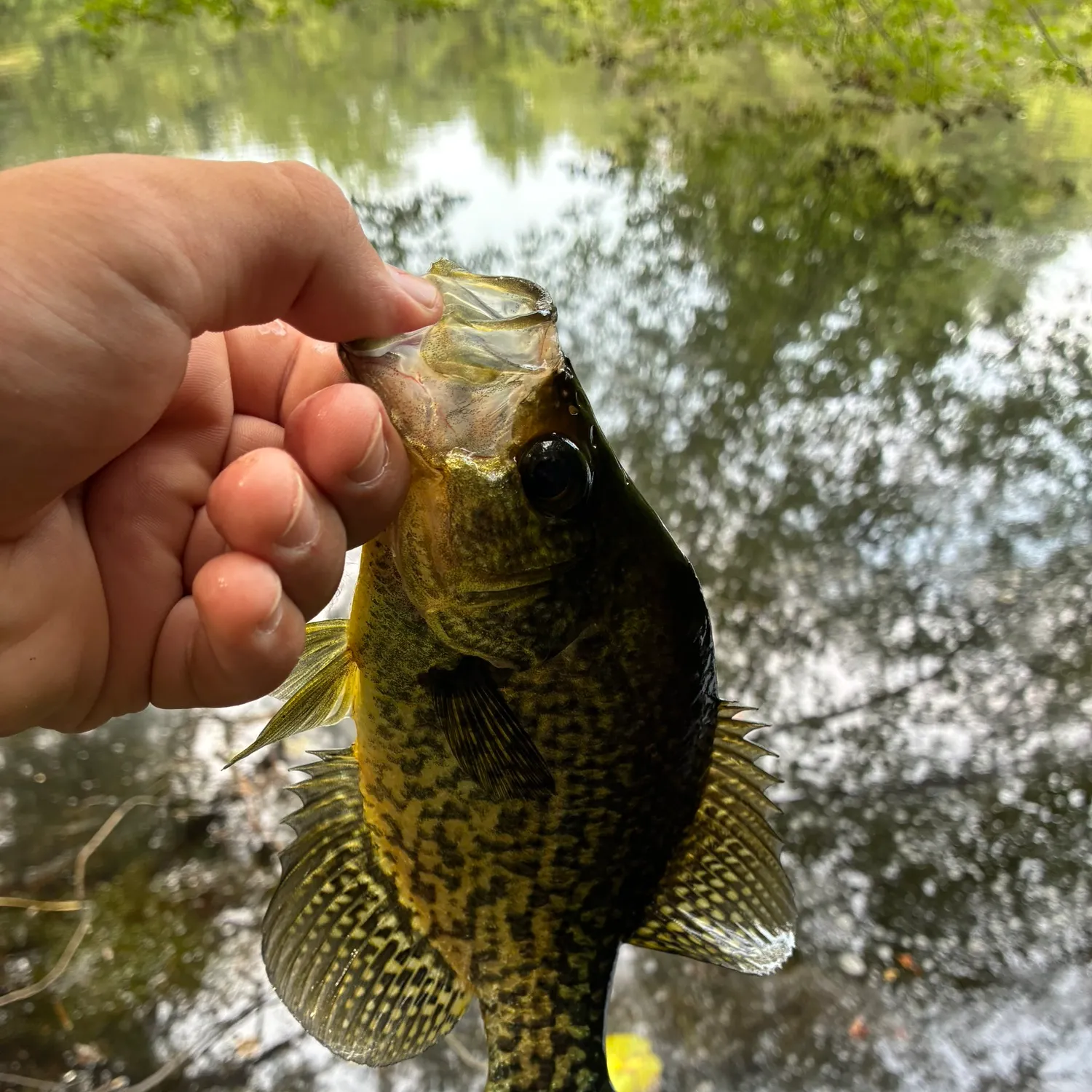 Black crappie caught on Fishbrain