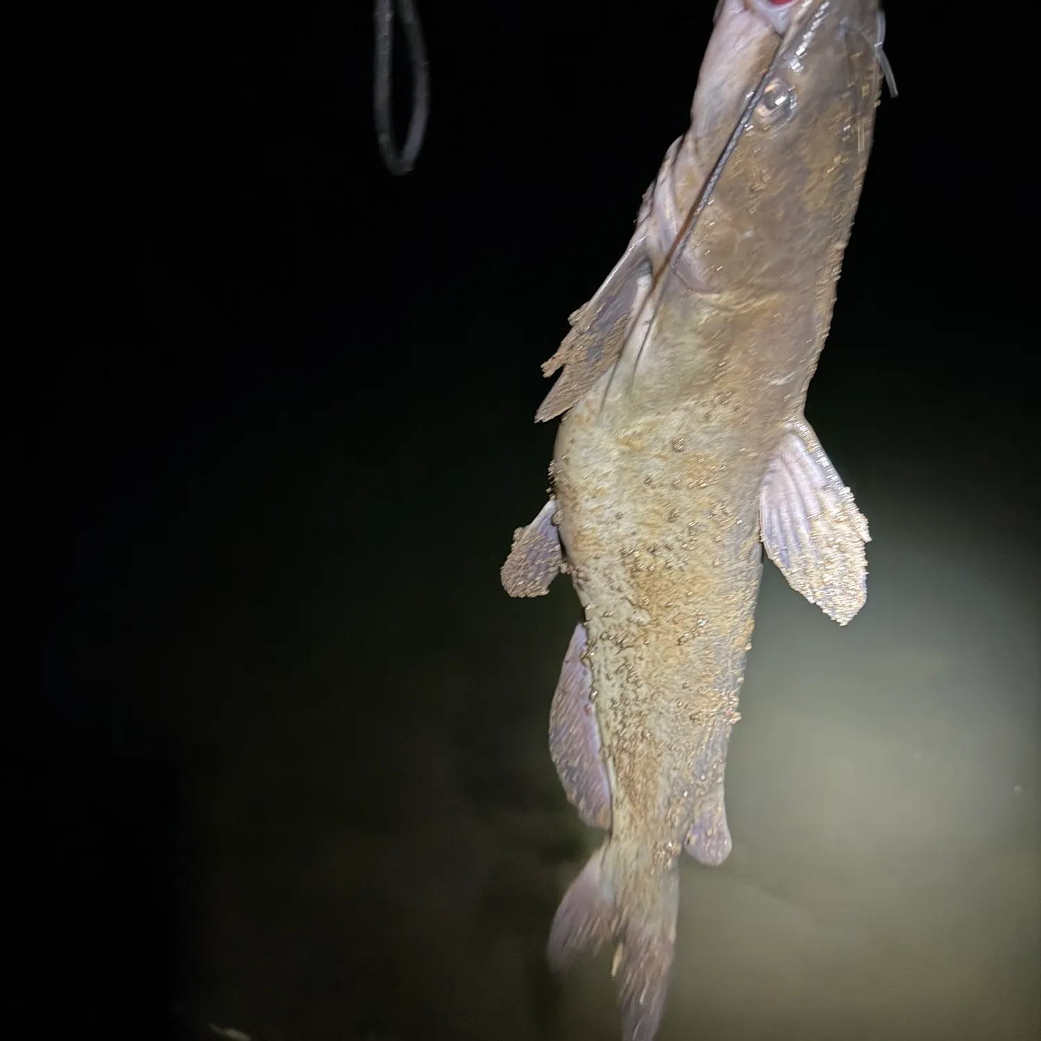Fish caught on Fishbrain