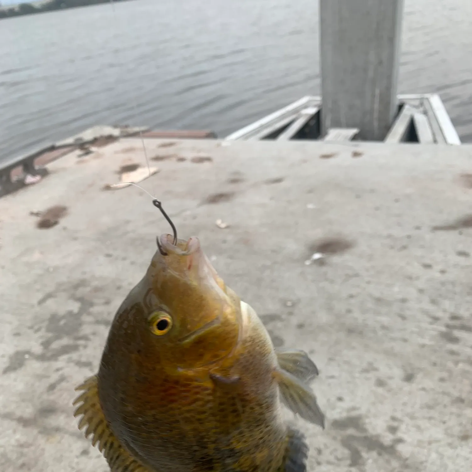 most liked catch image